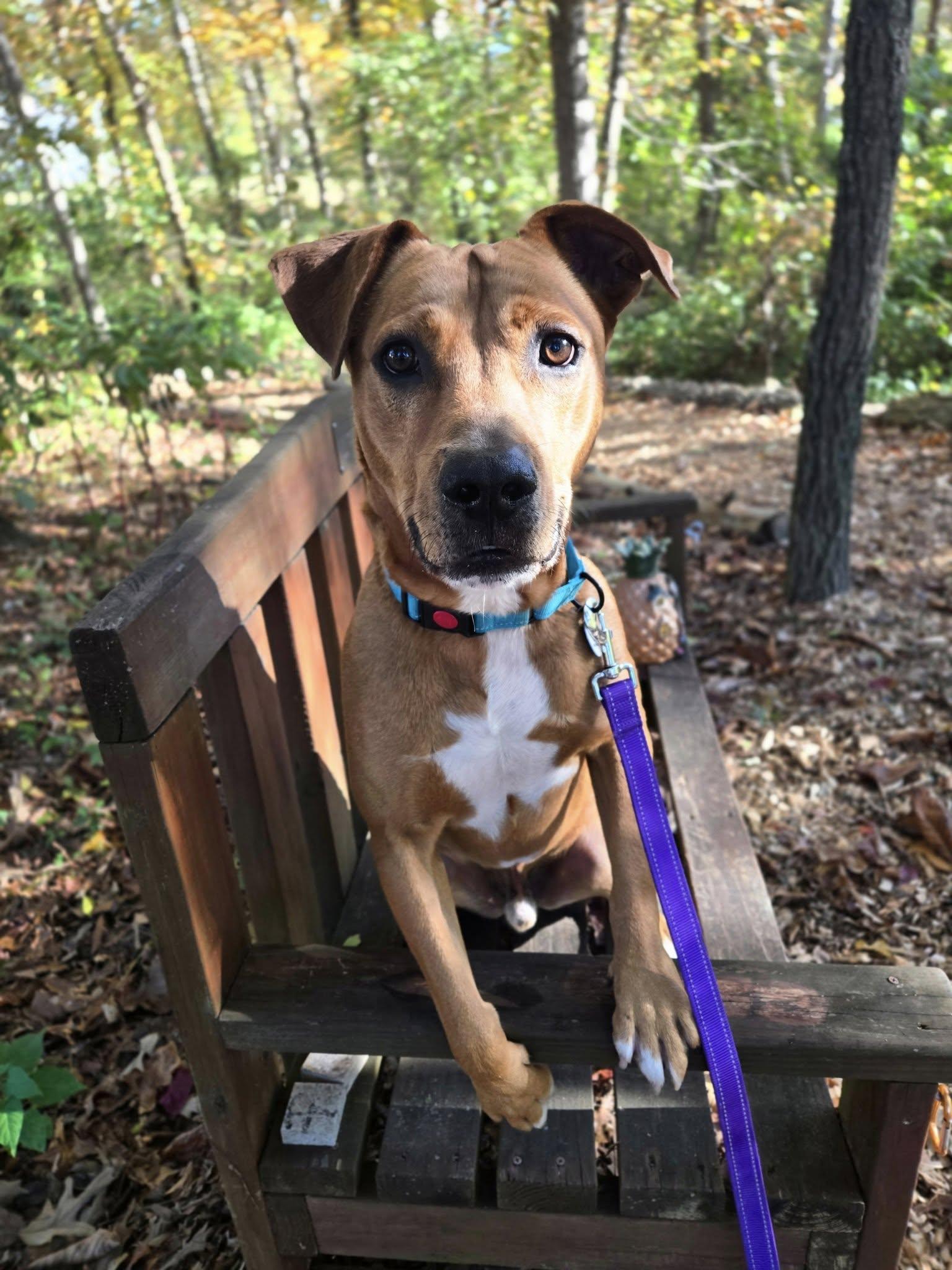 Charlie, Adoptable, Adult Male Mixed Breed.