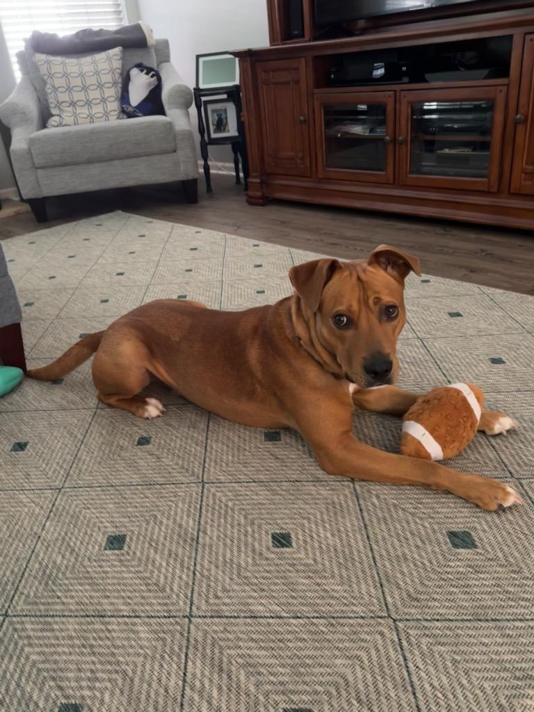 Enlarge Charlie, a Adoptable Mixed Breed in Severn, MD image 3/6