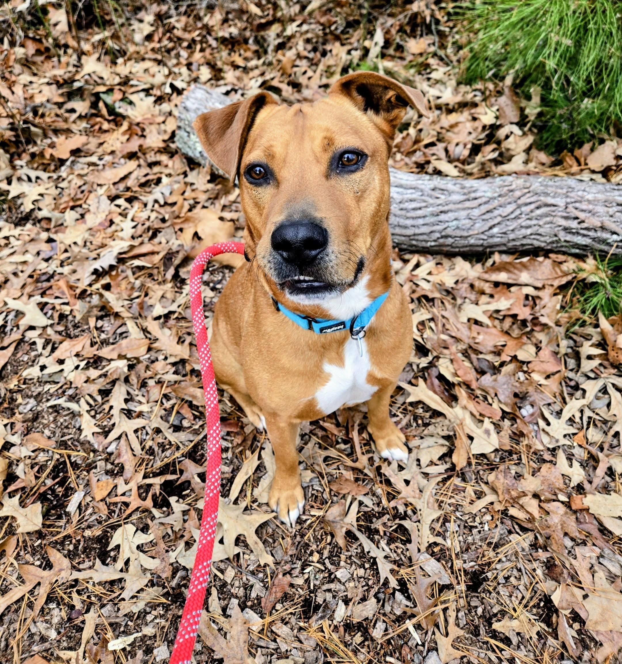 Enlarge Charlie, a Adoptable Mixed Breed in Severn, MD image 6/6