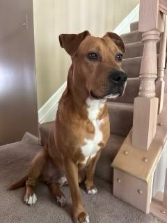 Enlarge Charlie, a Adoptable Mixed Breed in Severn, MD image 5/6