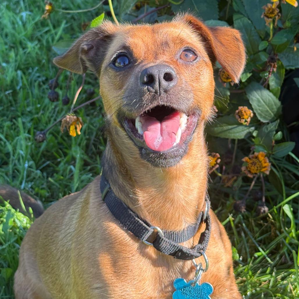 Enlarge Lenny, a Adoptable mixed breed in Owosso, MI image 1/6