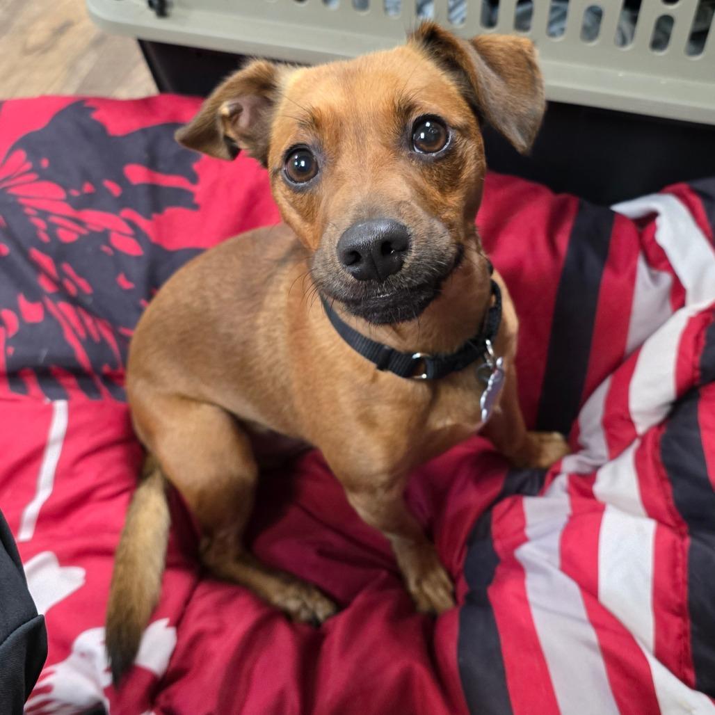 Enlarge Lenny, a Adoptable mixed breed in Owosso, MI image 2/6