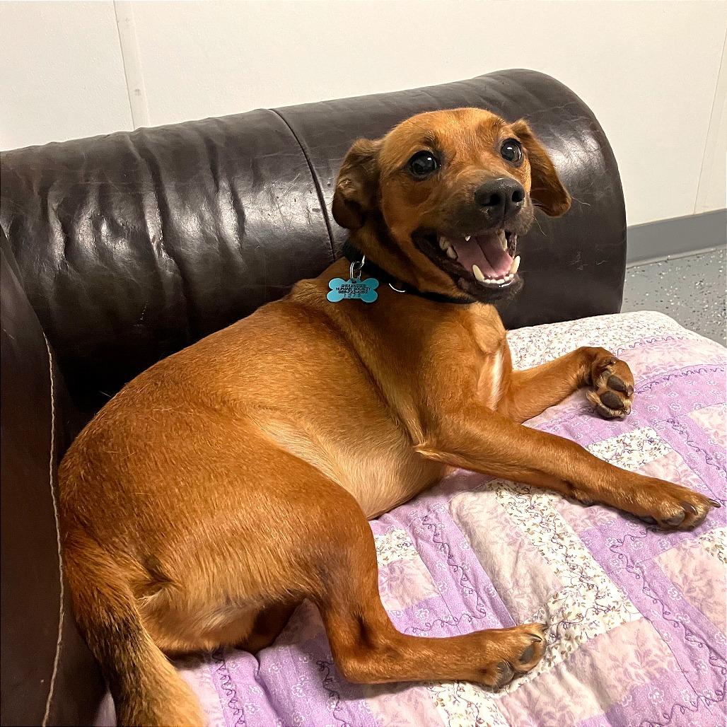 Enlarge Lenny, a Adoptable mixed breed in Owosso, MI image 3/6