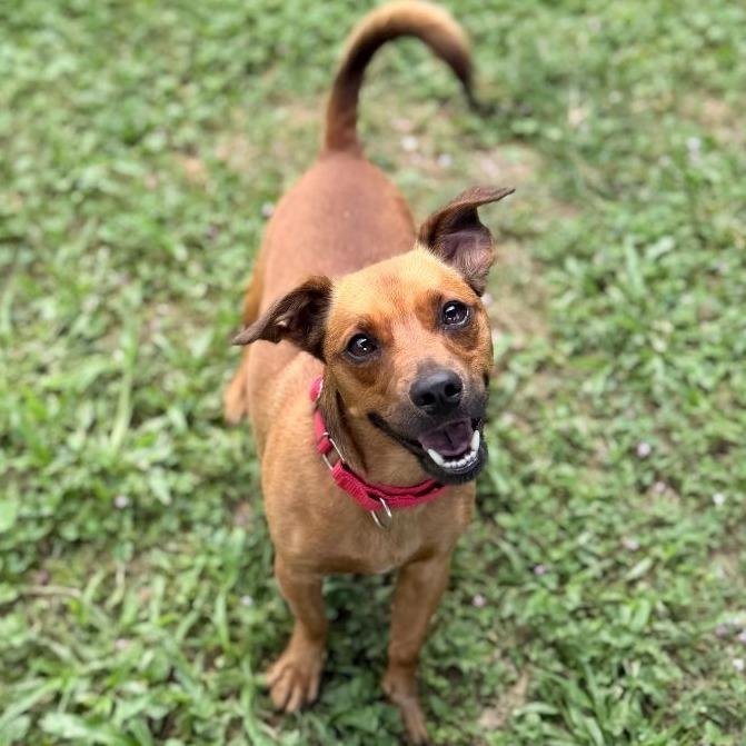 Enlarge Lenny, a Adoptable mixed breed in Owosso, MI image 4/6