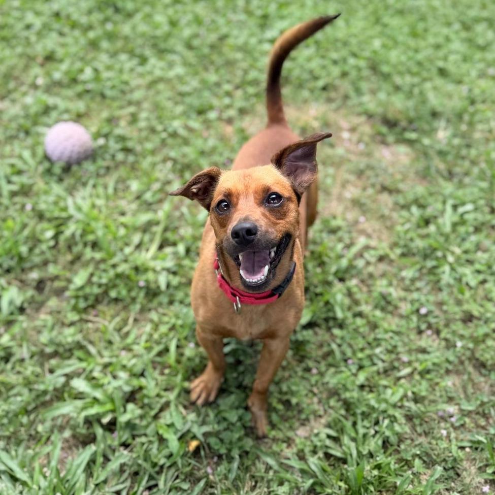 Enlarge Lenny, a Adoptable mixed breed in Owosso, MI image 5/6