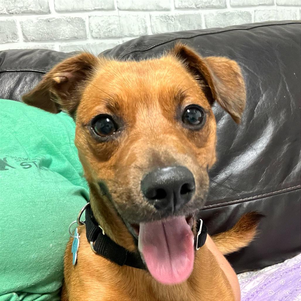Enlarge Lenny, a Adoptable mixed breed in Owosso, MI image 6/6