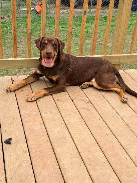 Enlarge Chance, a Adoptable Labrador Retriever in Fayetteville, AR image 1/1