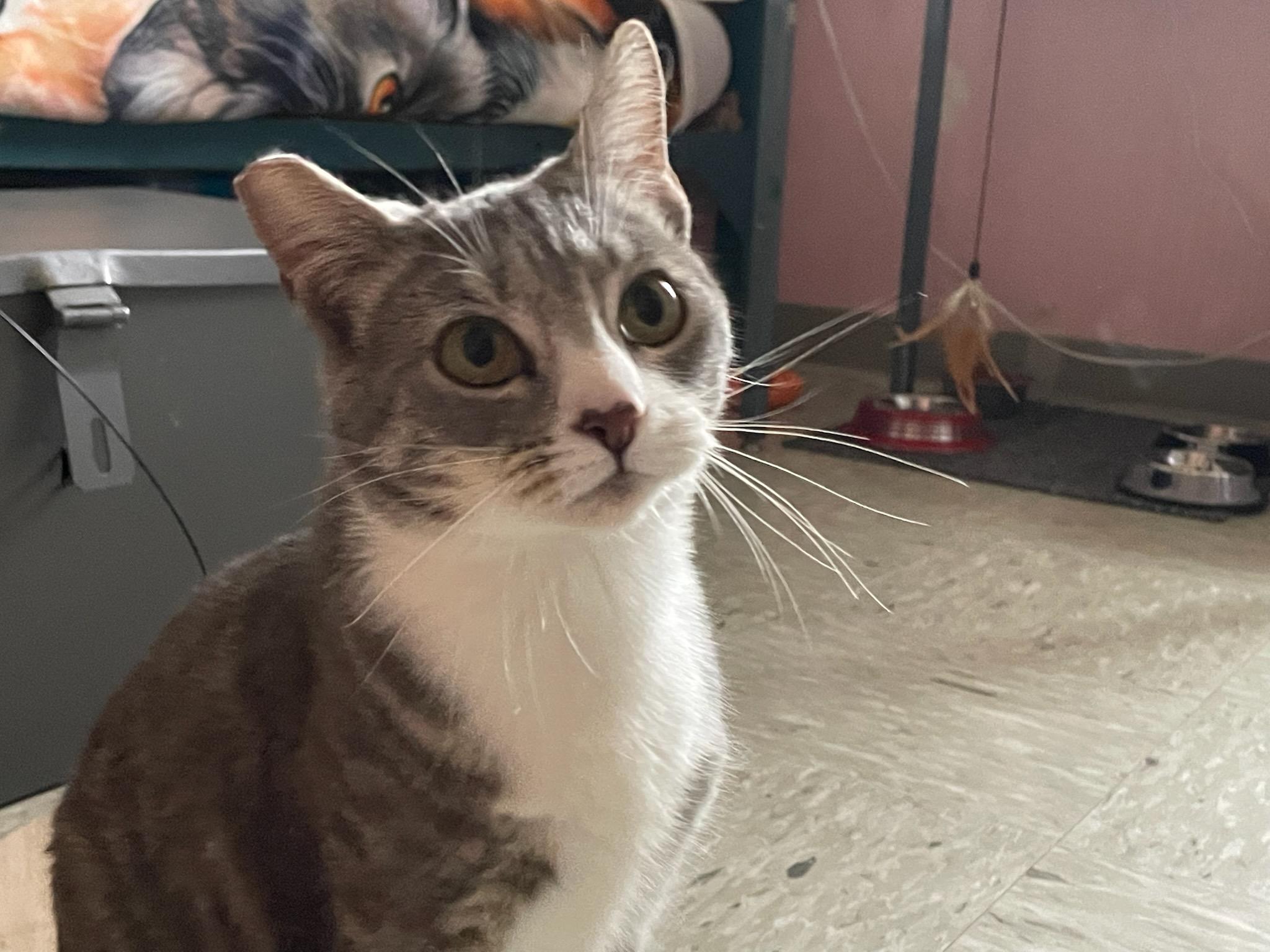 Enlarge Valentina, a ADOPTABLE Domestic Short Hair in Gig Harbor, WA image 1/4