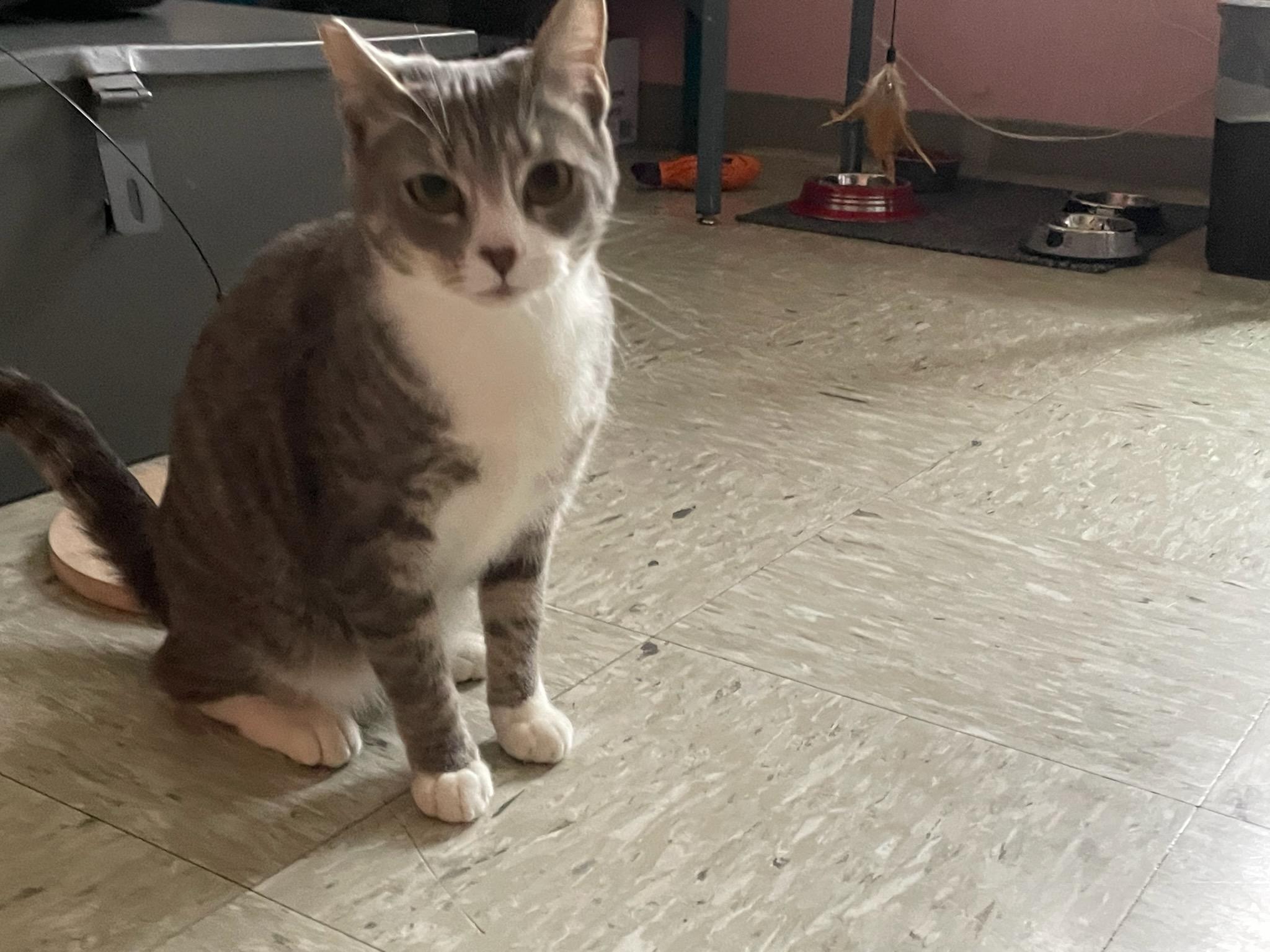 Enlarge Valentina, a ADOPTABLE Domestic Short Hair in Gig Harbor, WA image 3/4