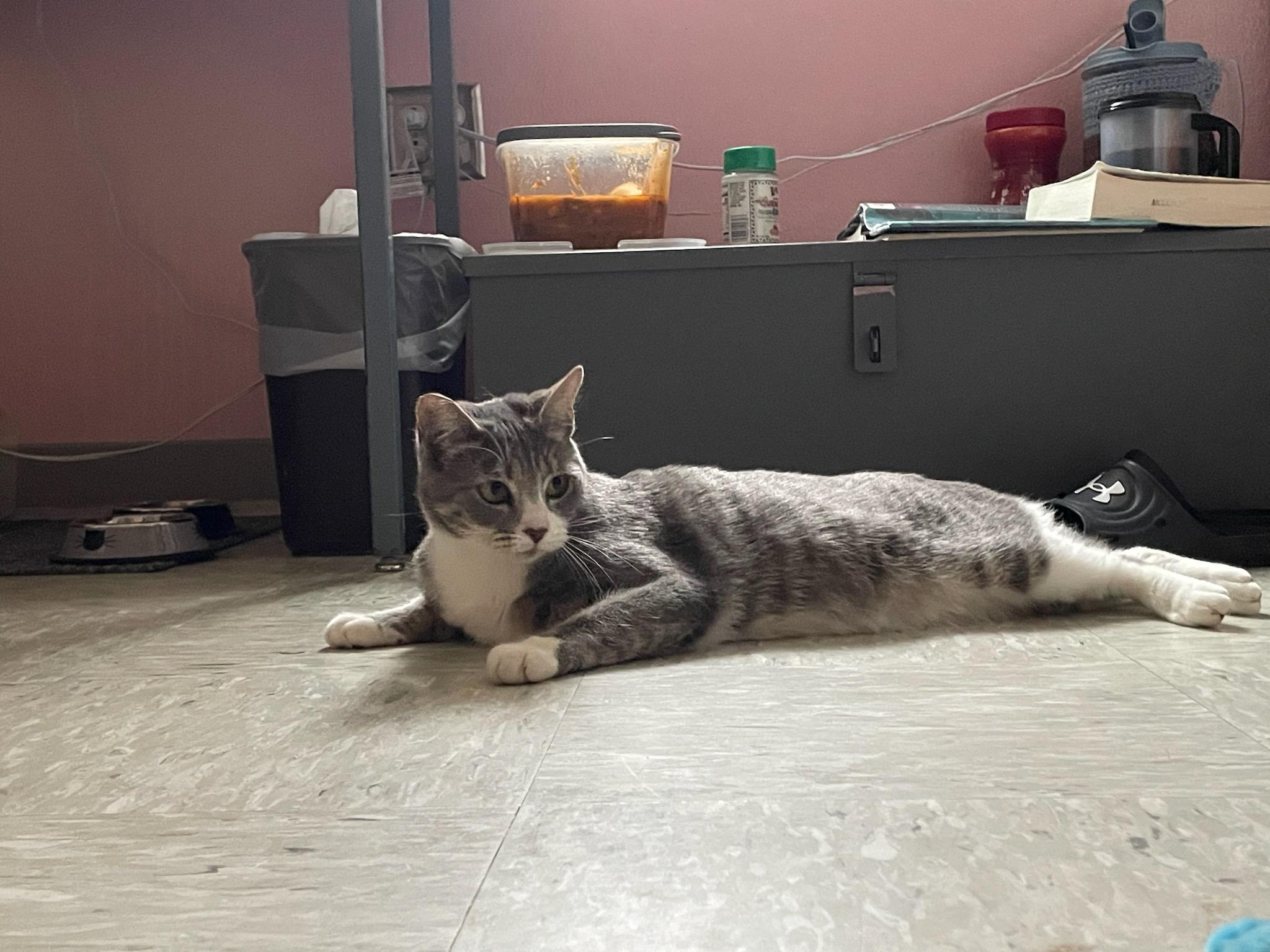 Enlarge Valentina, a ADOPTABLE Domestic Short Hair in Gig Harbor, WA image 4/4