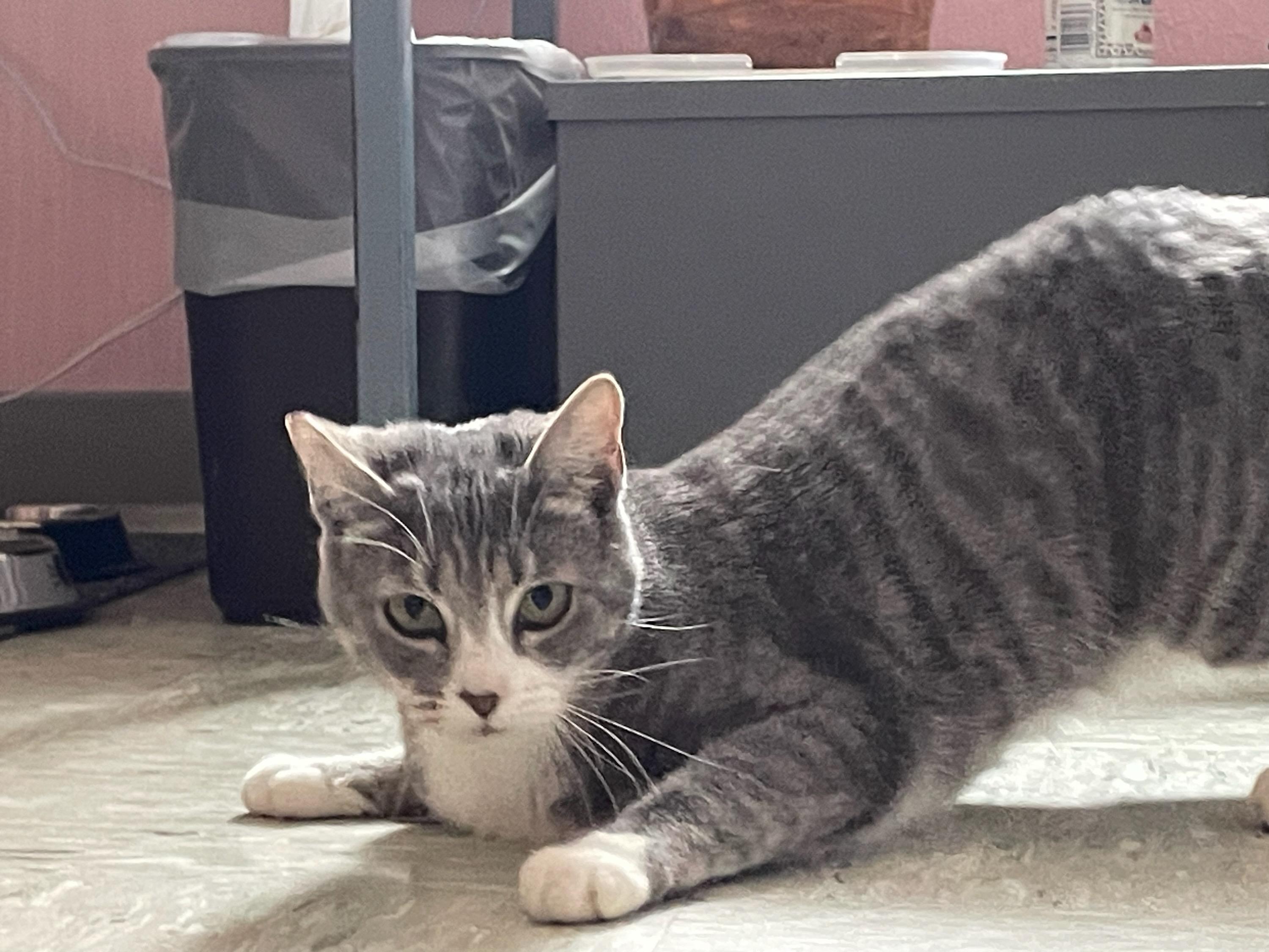 Enlarge Valentina, a ADOPTABLE Domestic Short Hair in Gig Harbor, WA image 2/4