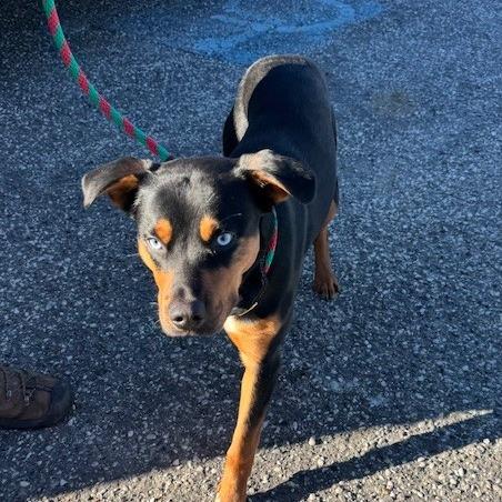 Paul Newman, a ADOPTABLE mixed breed in Grass Valley, CA image 2/3