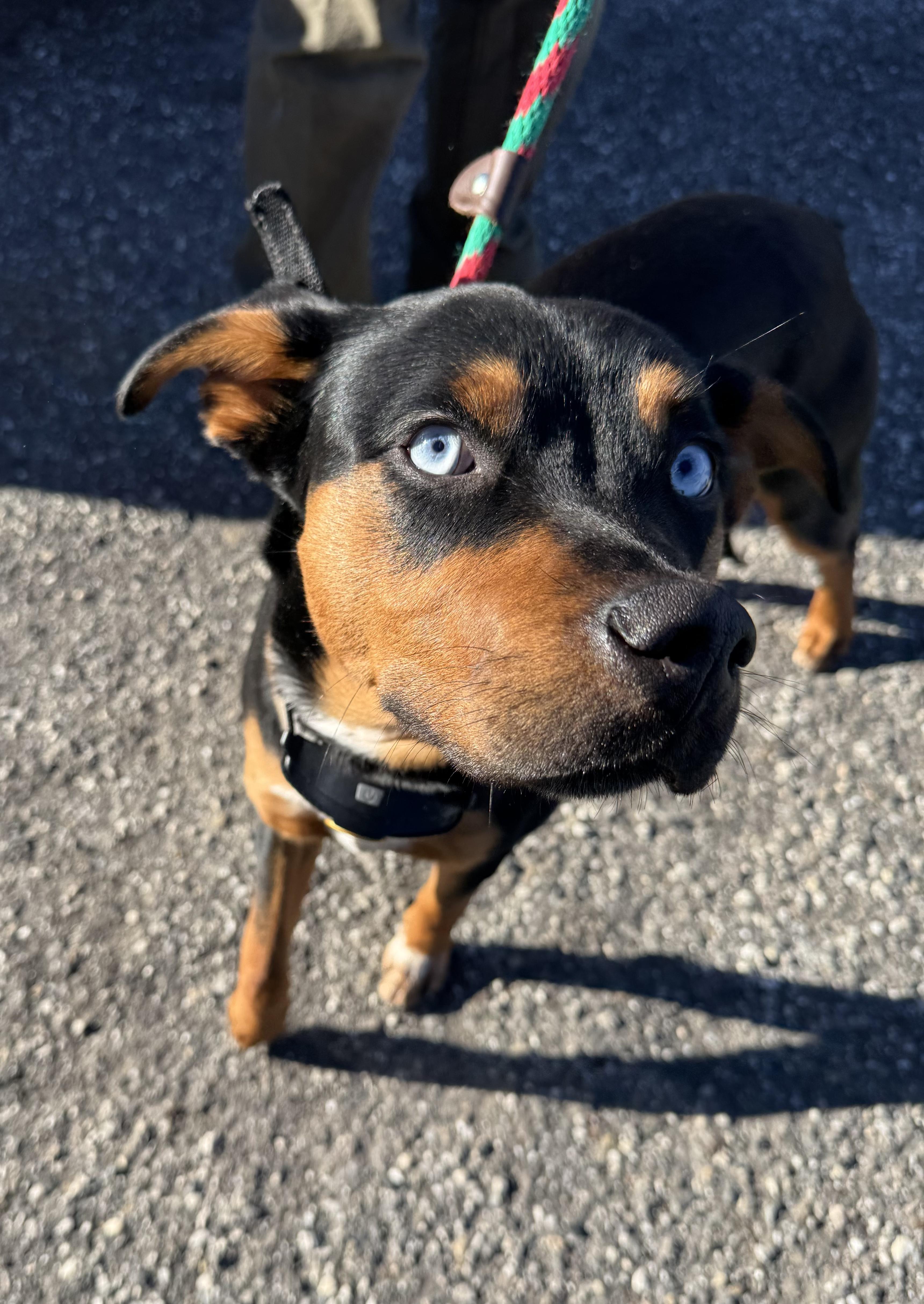 Paul Newman, a ADOPTABLE mixed breed in Grass Valley, CA image 3/3