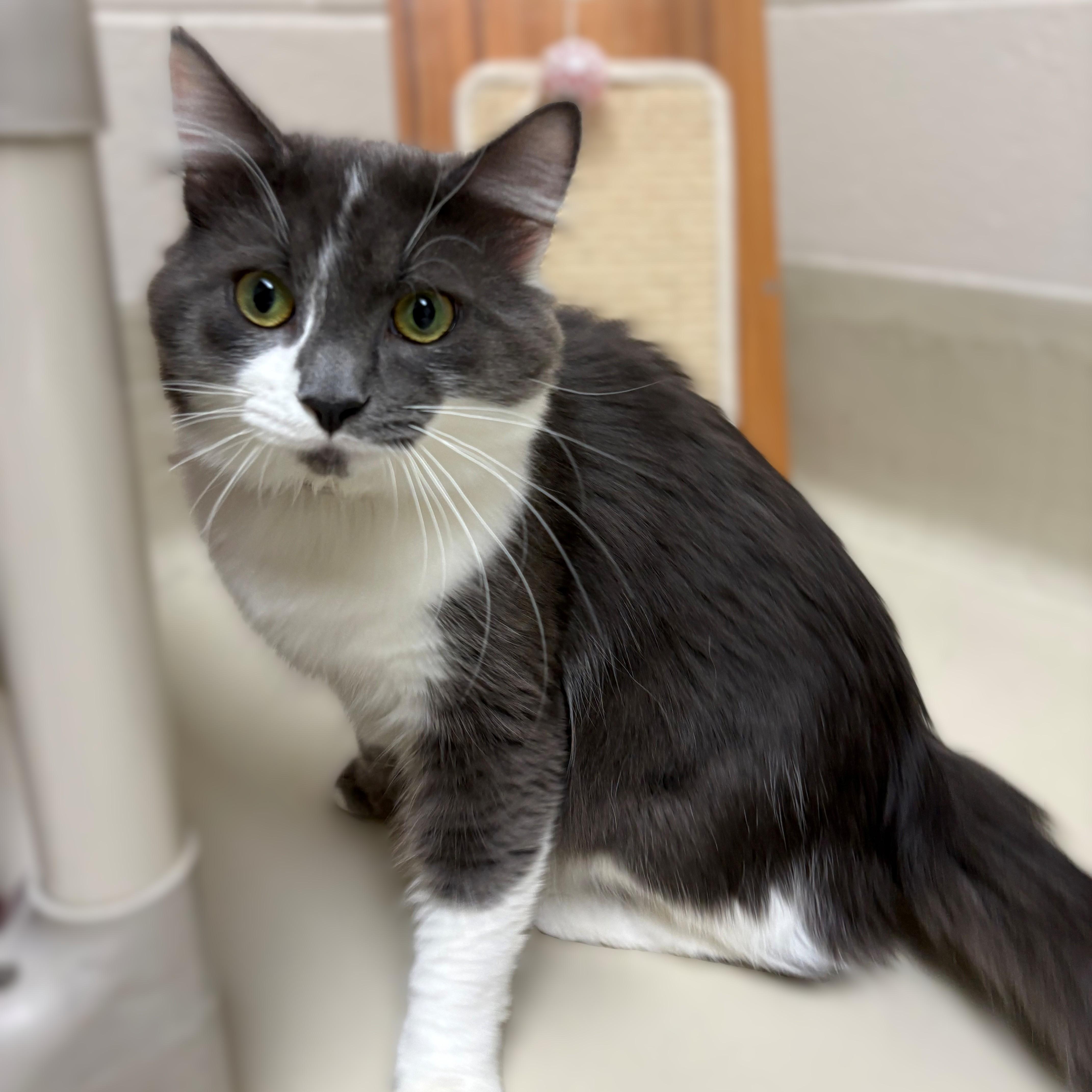 Enlarge Pickles- #51091, a ADOPTABLE Domestic Long Hair in Columbia, MD image 3/4