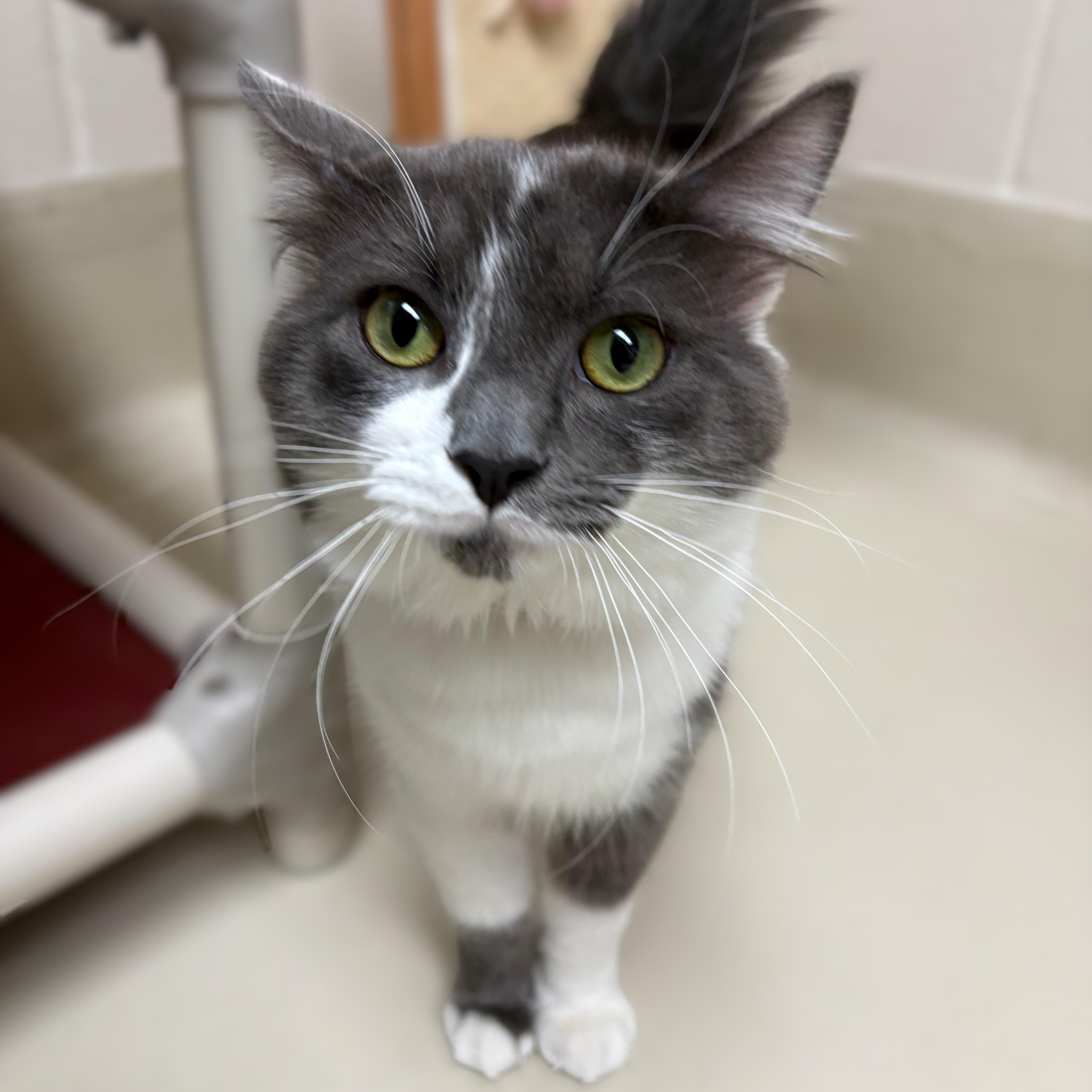 Pickles- #51091, ADOPTABLE, Young Male Domestic Long Hair.