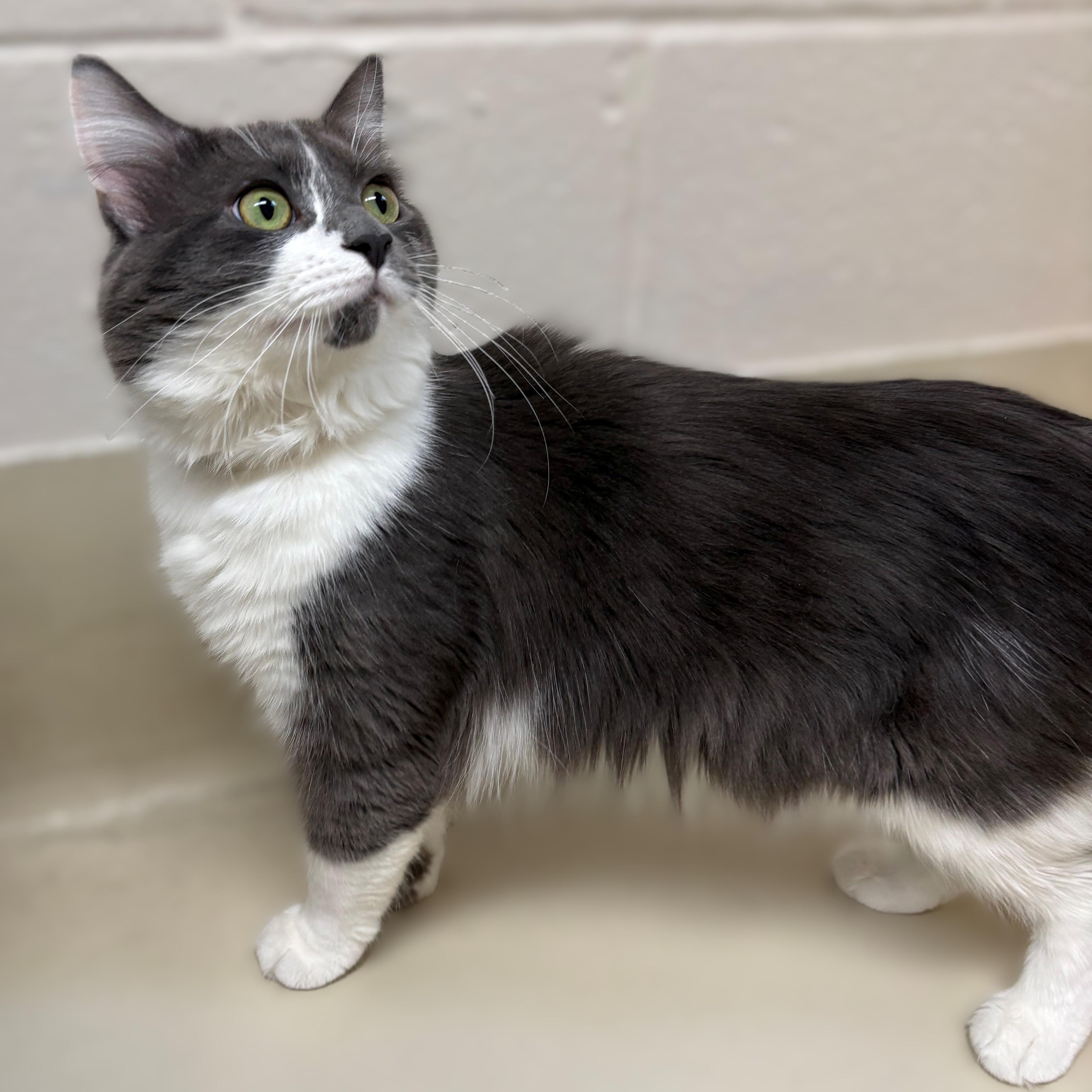 Enlarge Pickles- #51091, a ADOPTABLE Domestic Long Hair in Columbia, MD image 4/4