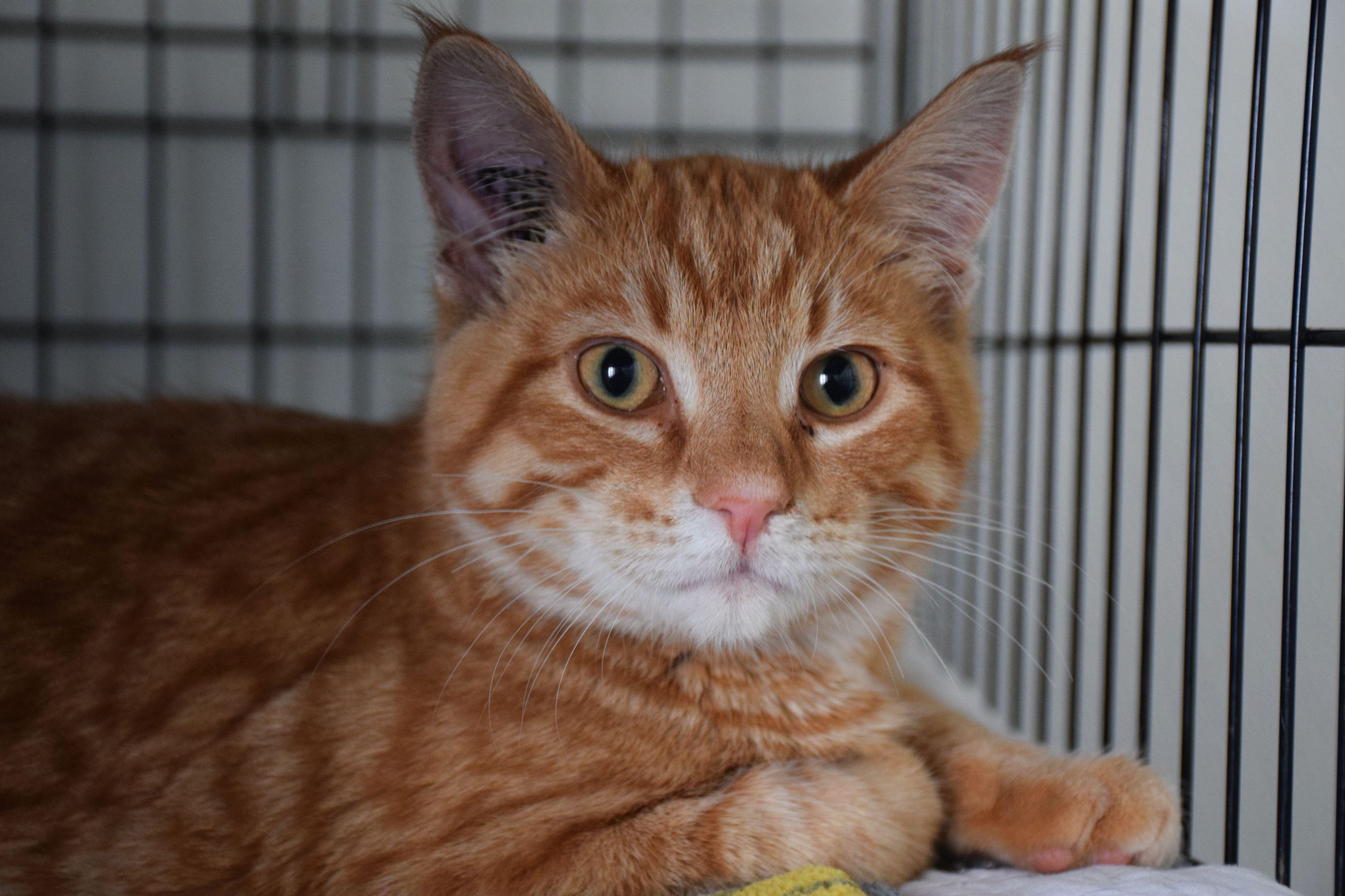 Enlarge Bogie, a ADOPTABLE Tabby in Claresholm, AB image 1/1
