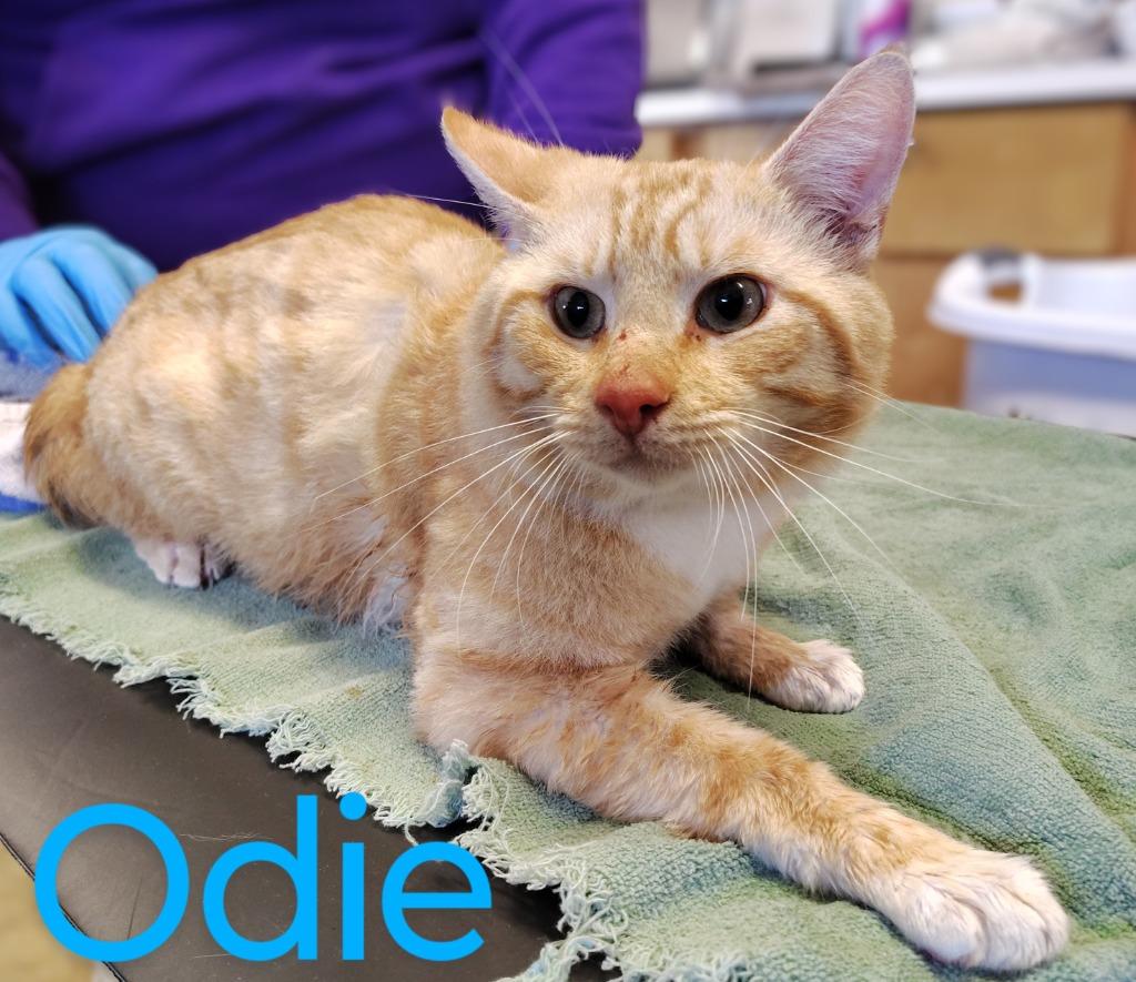 Odie, Adopted, Adult Male Domestic Short Hair.