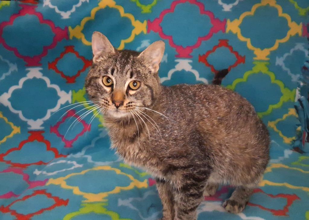 RENO, Adoptable, Young Male Domestic Short Hair.