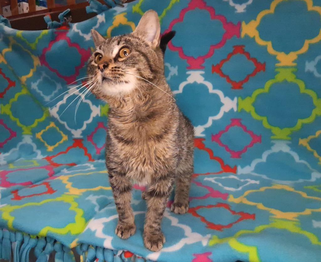 Enlarge RENO, a Adoptable mixed breed in Wintersville, OH image 2/5