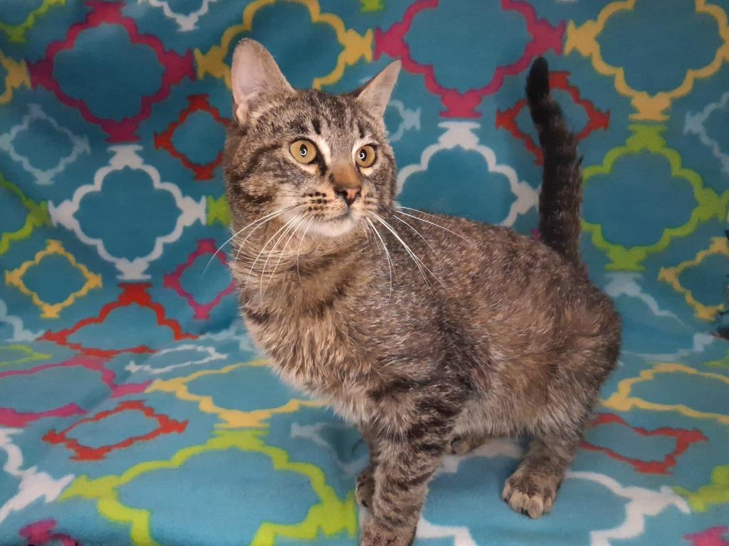 Enlarge RENO, a Adoptable mixed breed in Wintersville, OH image 3/5
