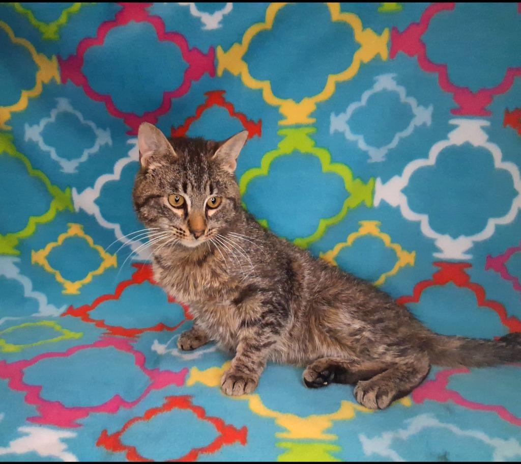 Enlarge RENO, a Adoptable mixed breed in Wintersville, OH image 5/5