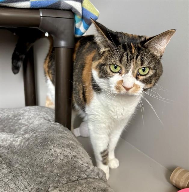 Enlarge ZOEY, a Adoptable Domestic Short Hair in Kalamazoo, MI image 1/1