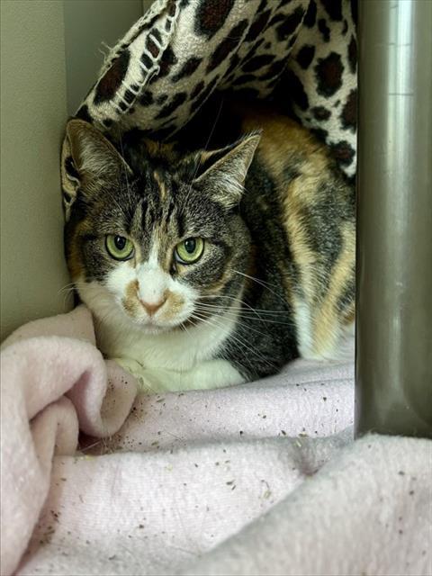 ZOEY, Adoptable, Adult Female Domestic Short Hair.
