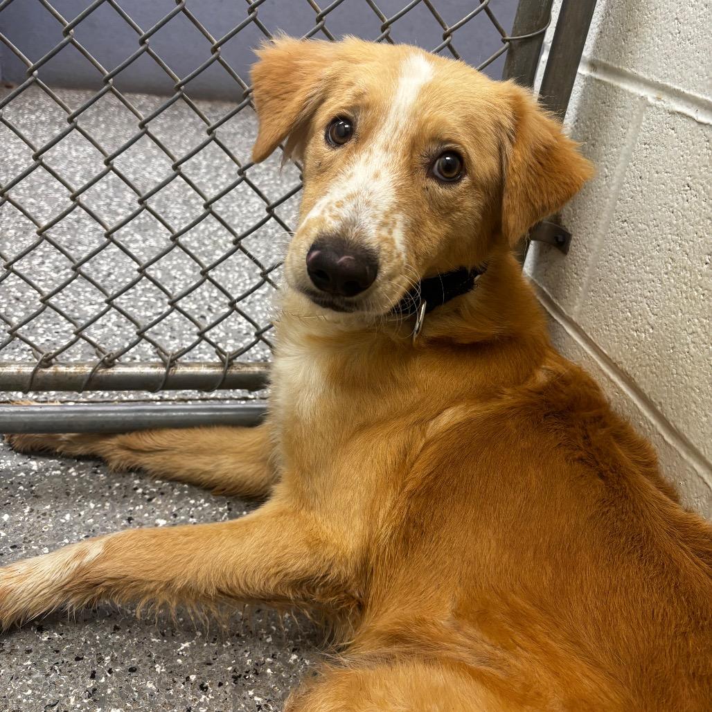 Fluffy, Adoptable, Young Male Shepherd & Australian Shepherd.