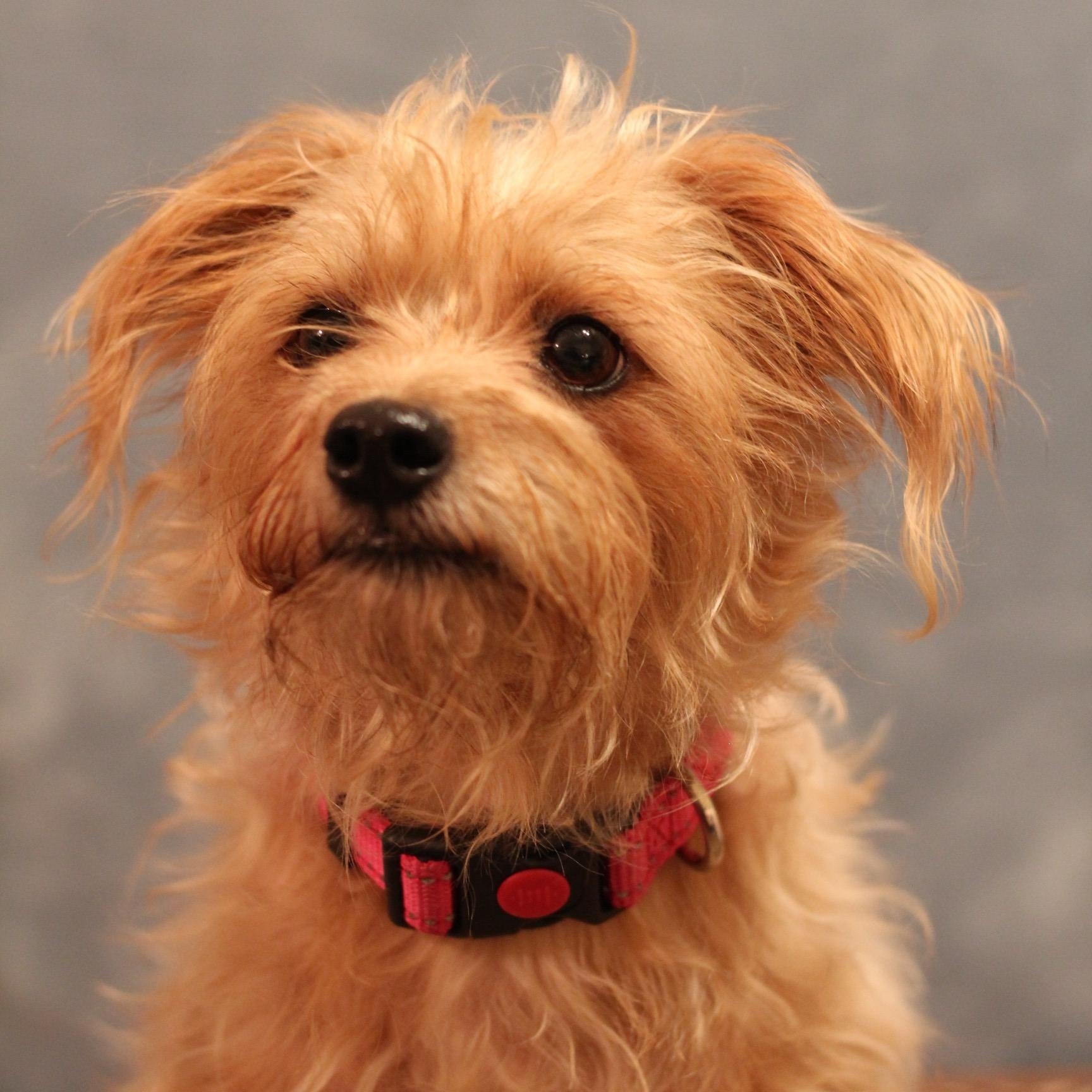 Enlarge Cocoa, an adoptable mixed breed in Yukon, OK image 4/4