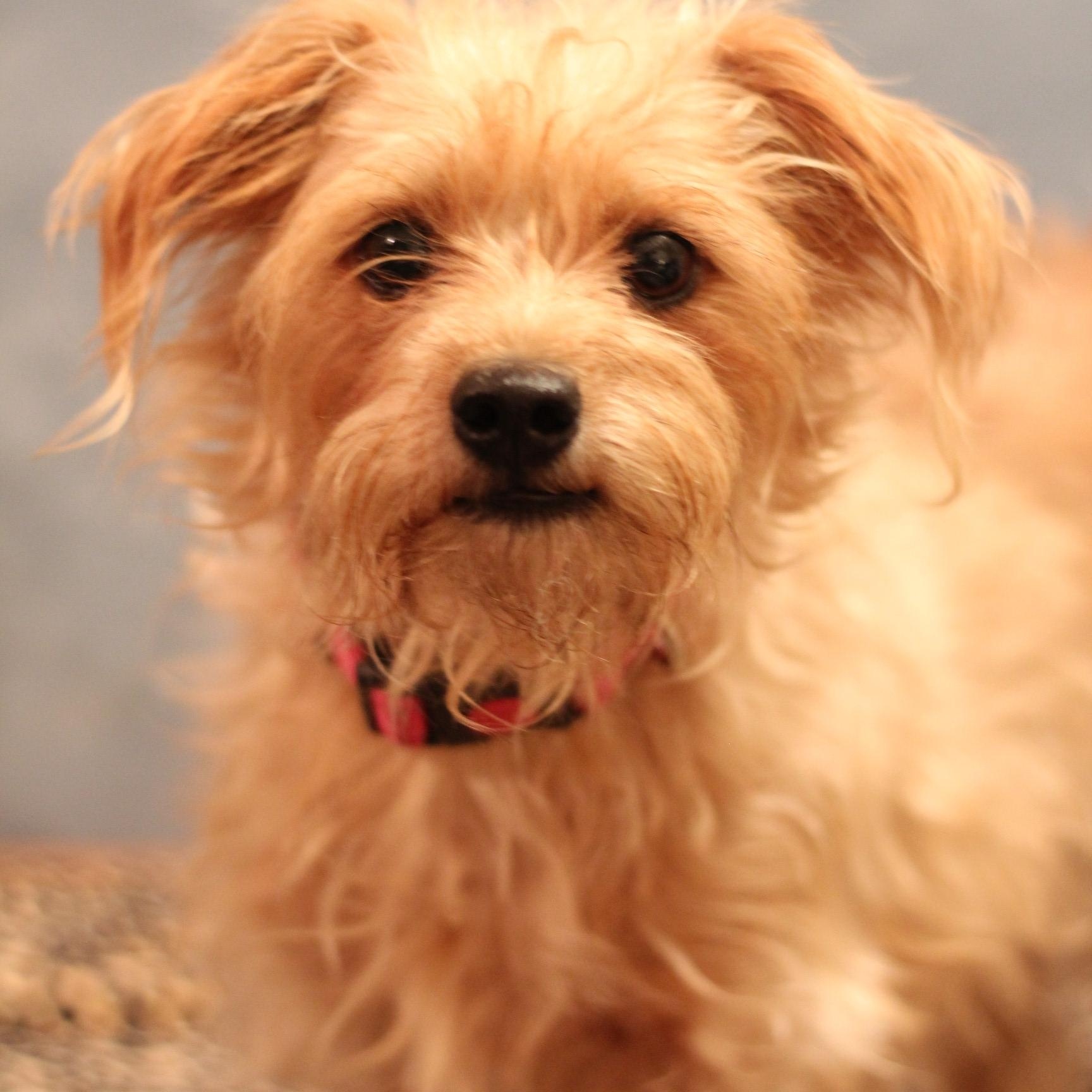 Cocoa, adoptable, Adult Female Maltese.