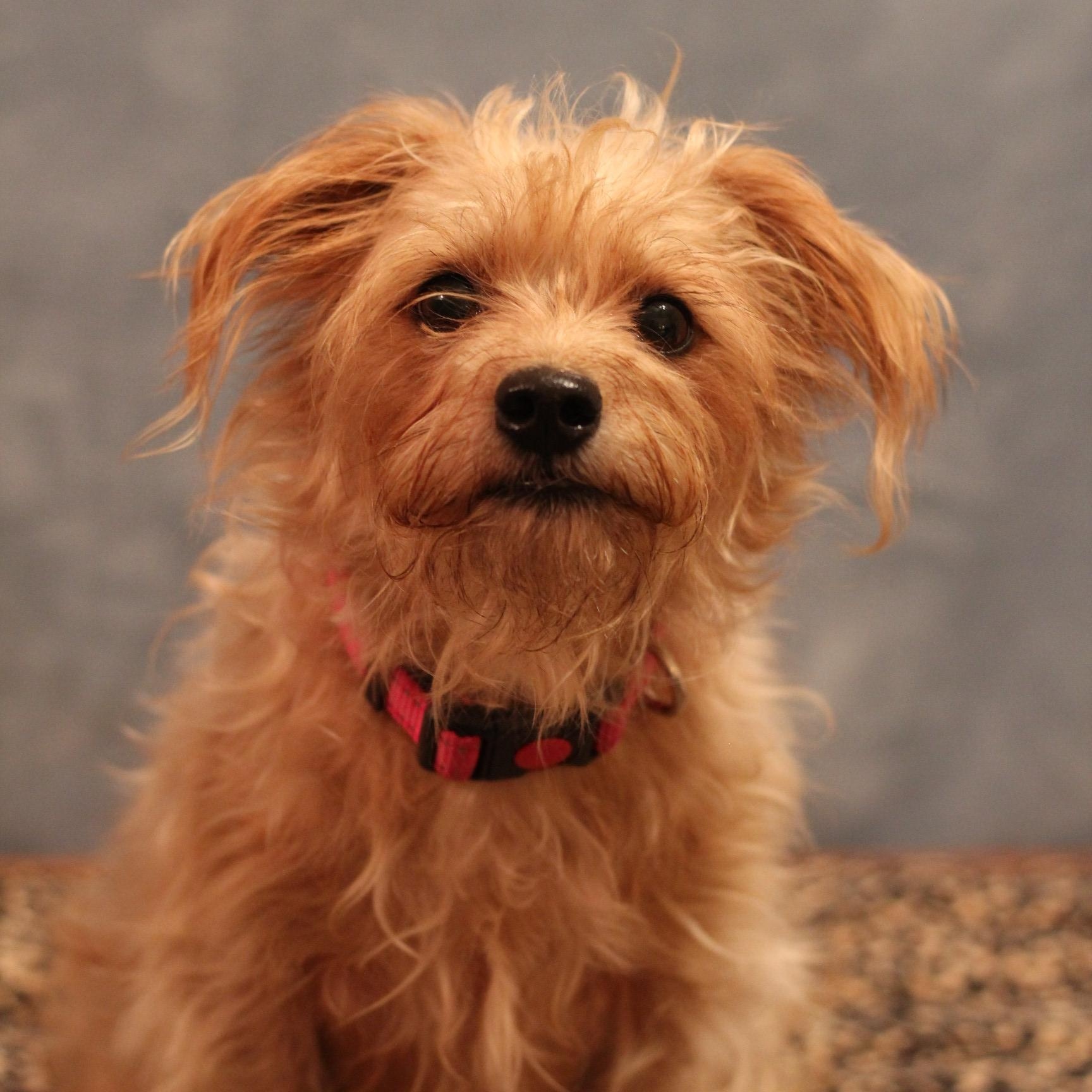 Enlarge Cocoa, an adoptable mixed breed in Yukon, OK image 3/4