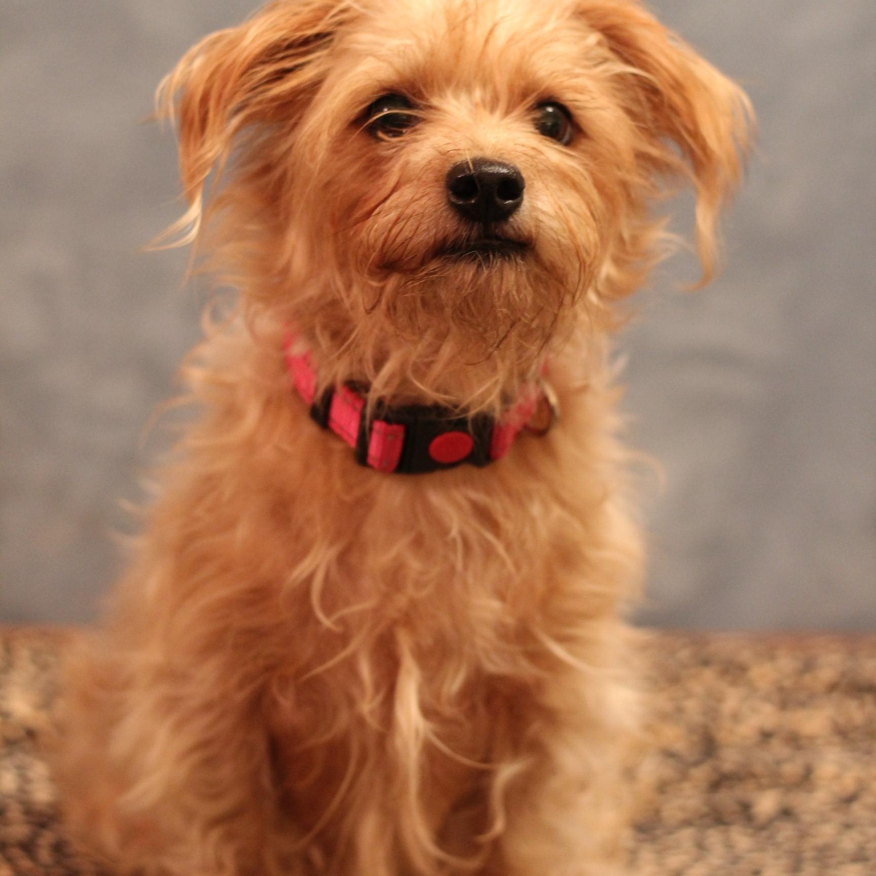 Enlarge Cocoa, an adoptable mixed breed in Yukon, OK image 2/4