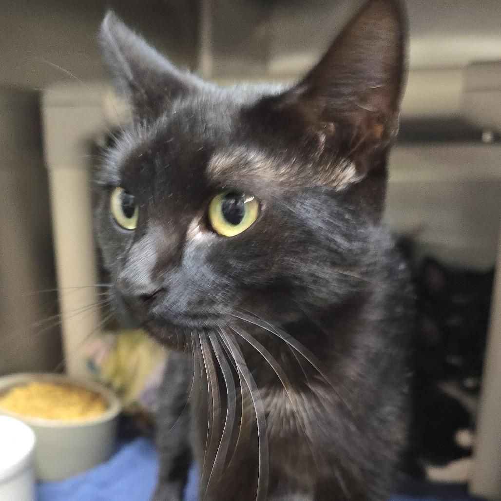 Enlarge Frenchie 25-1668, a Adoptable Domestic Short Hair in Yanceyville, NC image 1/1