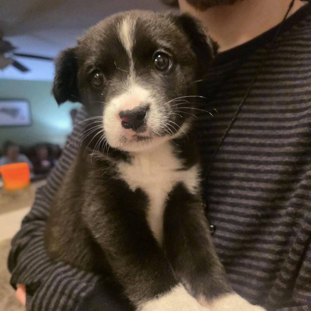 Clark Griswold, Adoptable, Puppy Male Retriever & Terrier.