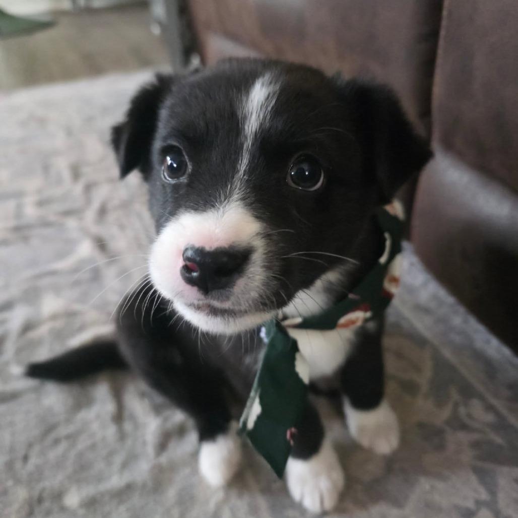 Enlarge Clark Griswold, a Adoptable mixed breed in Raleigh, NC image 2/2