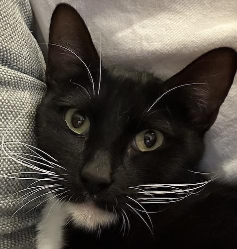 Juliebee, ADOPTABLE, Young Female Tuxedo & Domestic Short Hair.