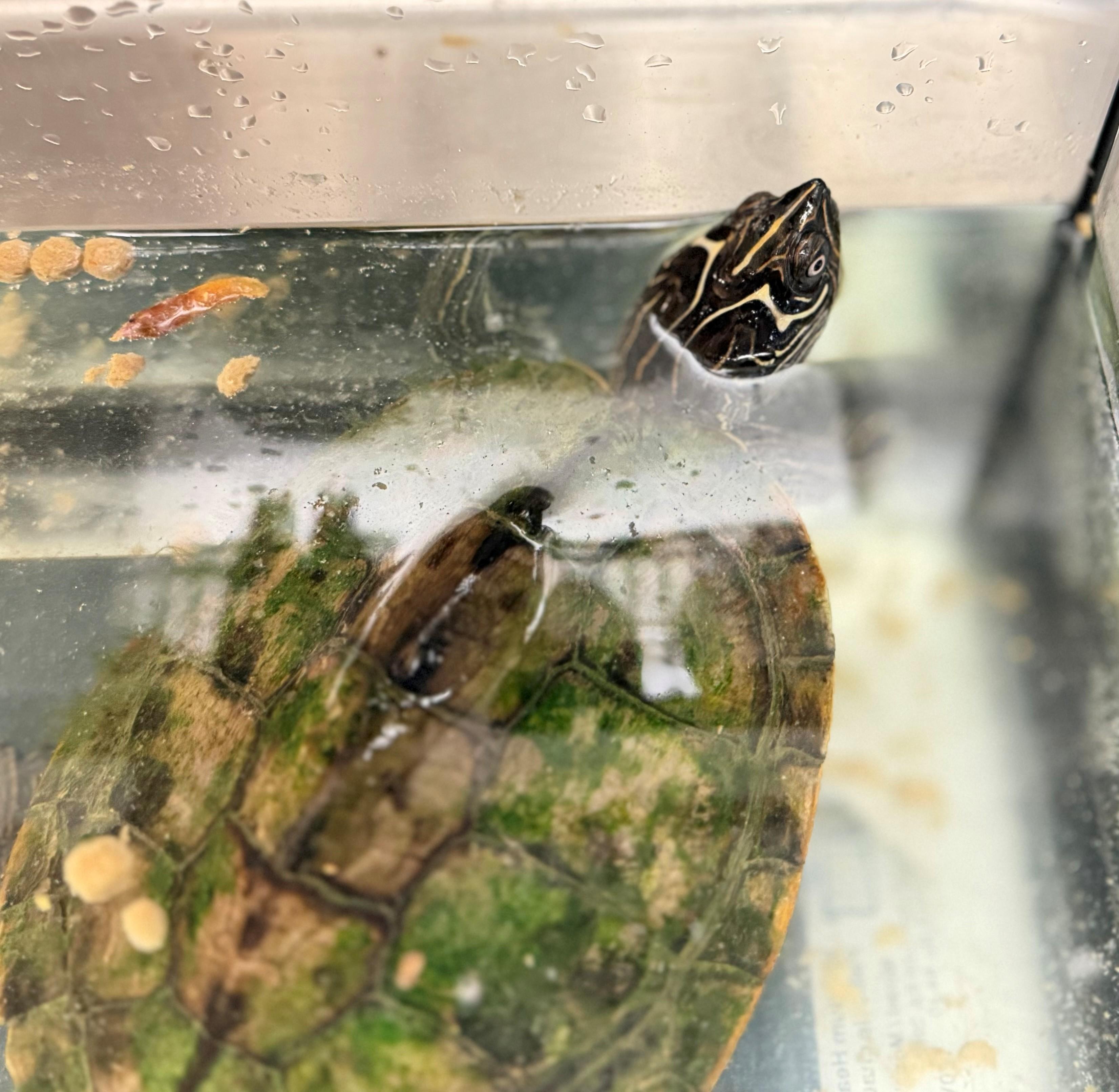 Lichen, ADOPTABLE, Adult Female Turtle.
