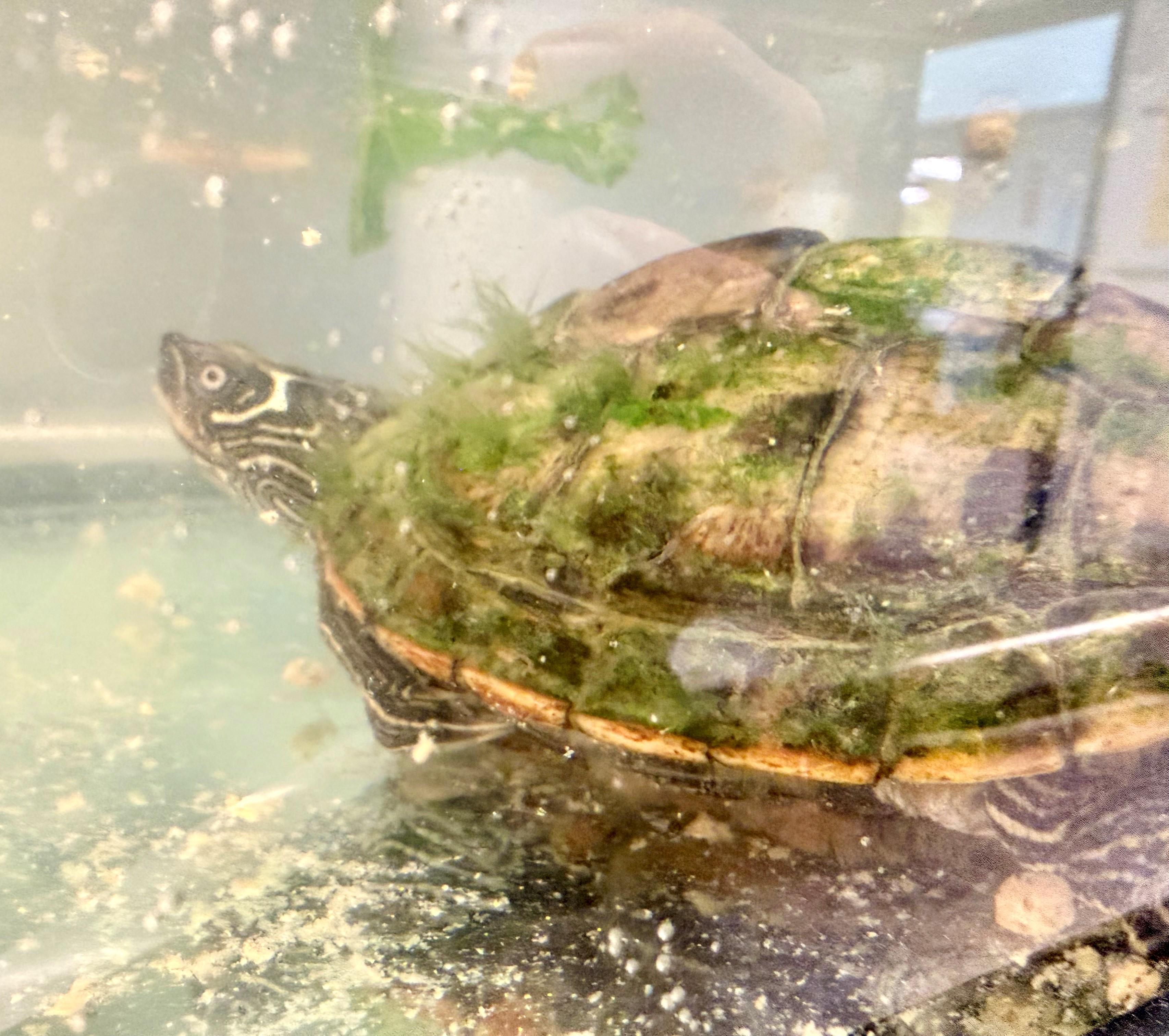 Lichen, a ADOPTABLE Turtle in Hamilton, ON image 3/3