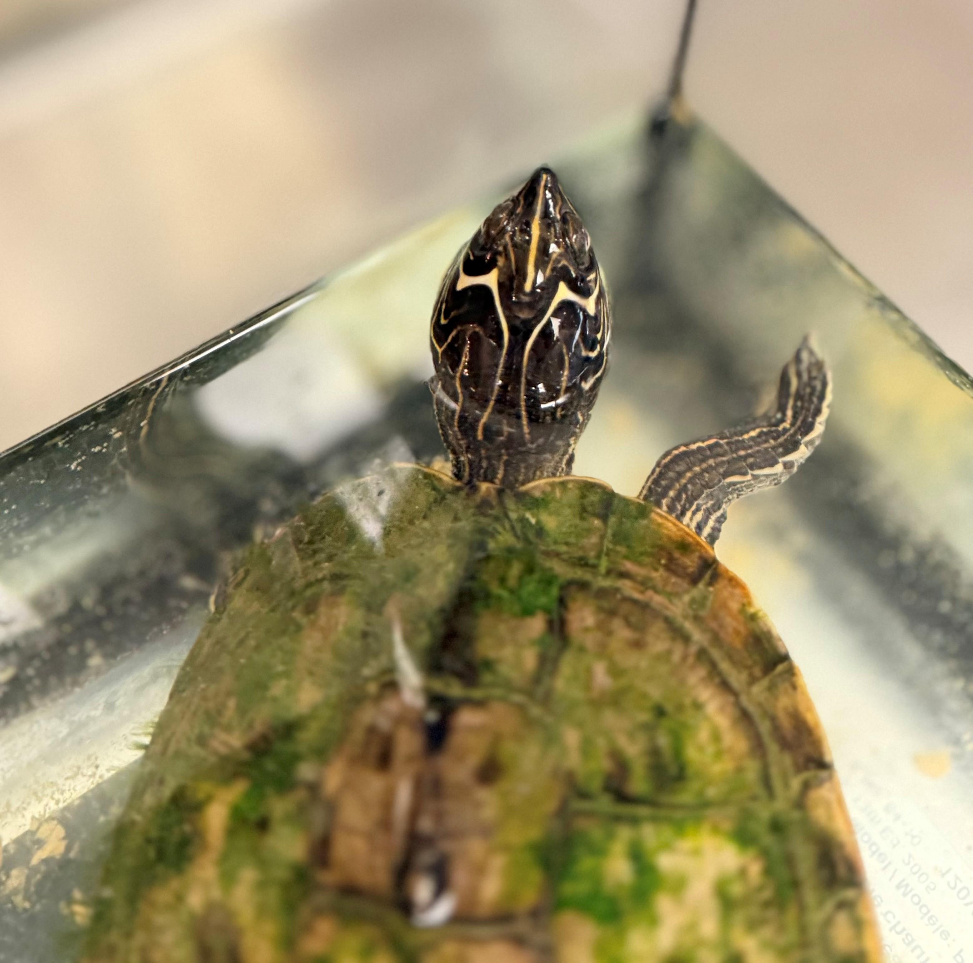 Lichen, a ADOPTABLE Turtle in Hamilton, ON image 2/3