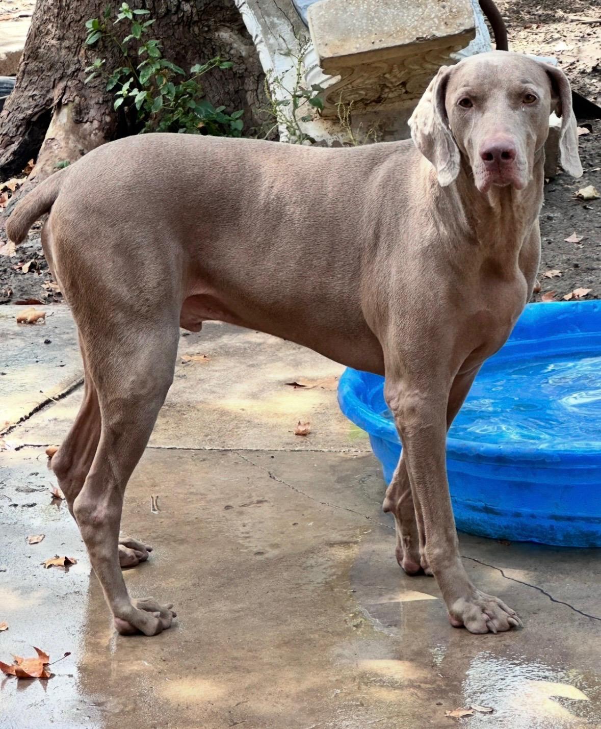 Jake , ADOPTABLE, Adult Male Weimaraner.