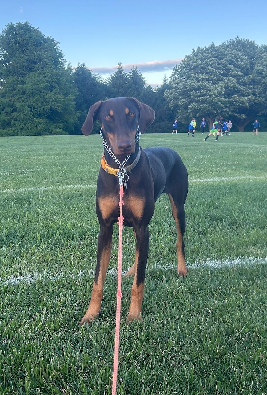 Enlarge Pie, a ADOPTABLE Doberman Pinscher in Phoenixville, PA image 1/1