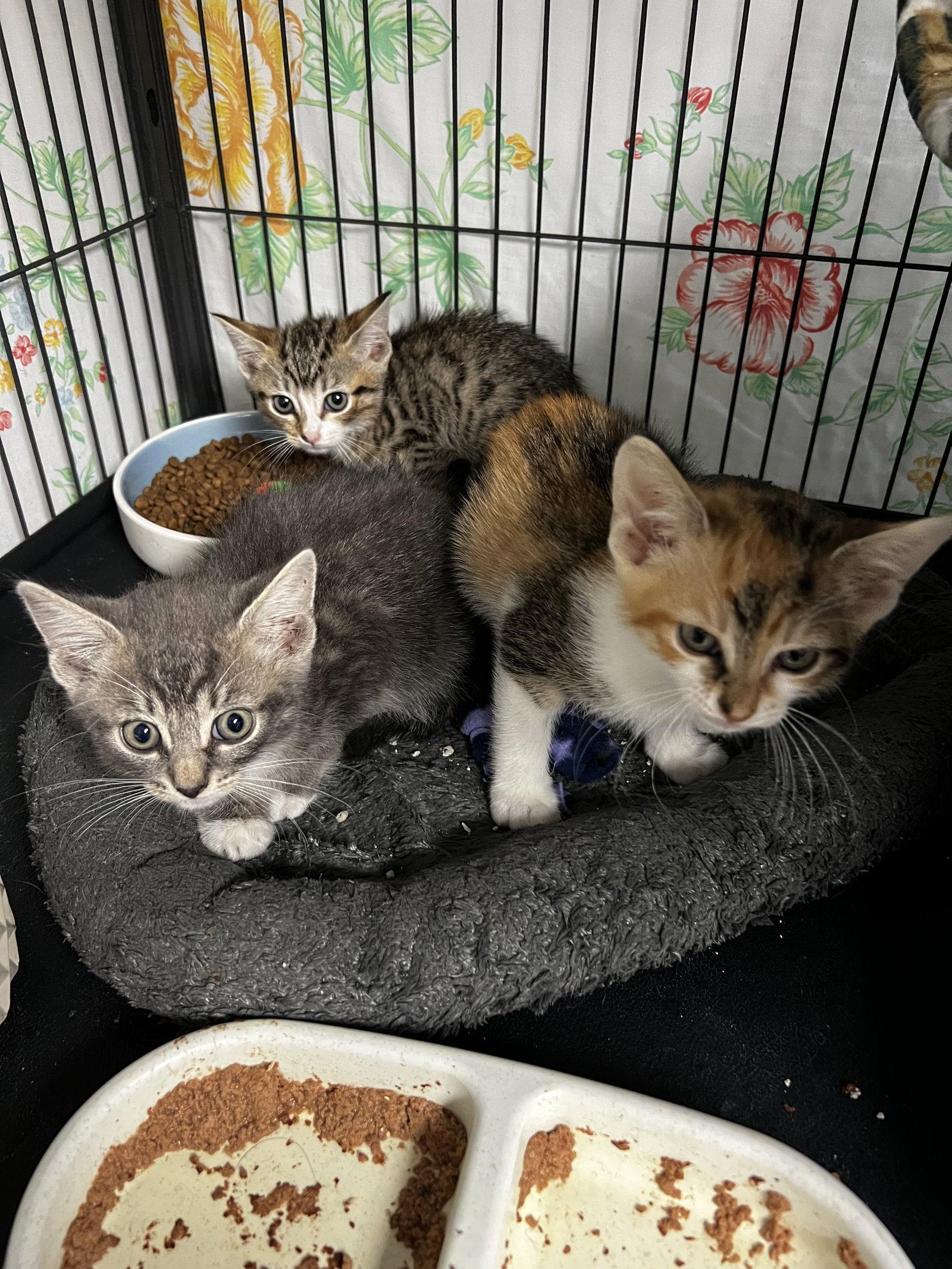 Graham, Adopted, Kitten Male Tabby & Domestic Short Hair.