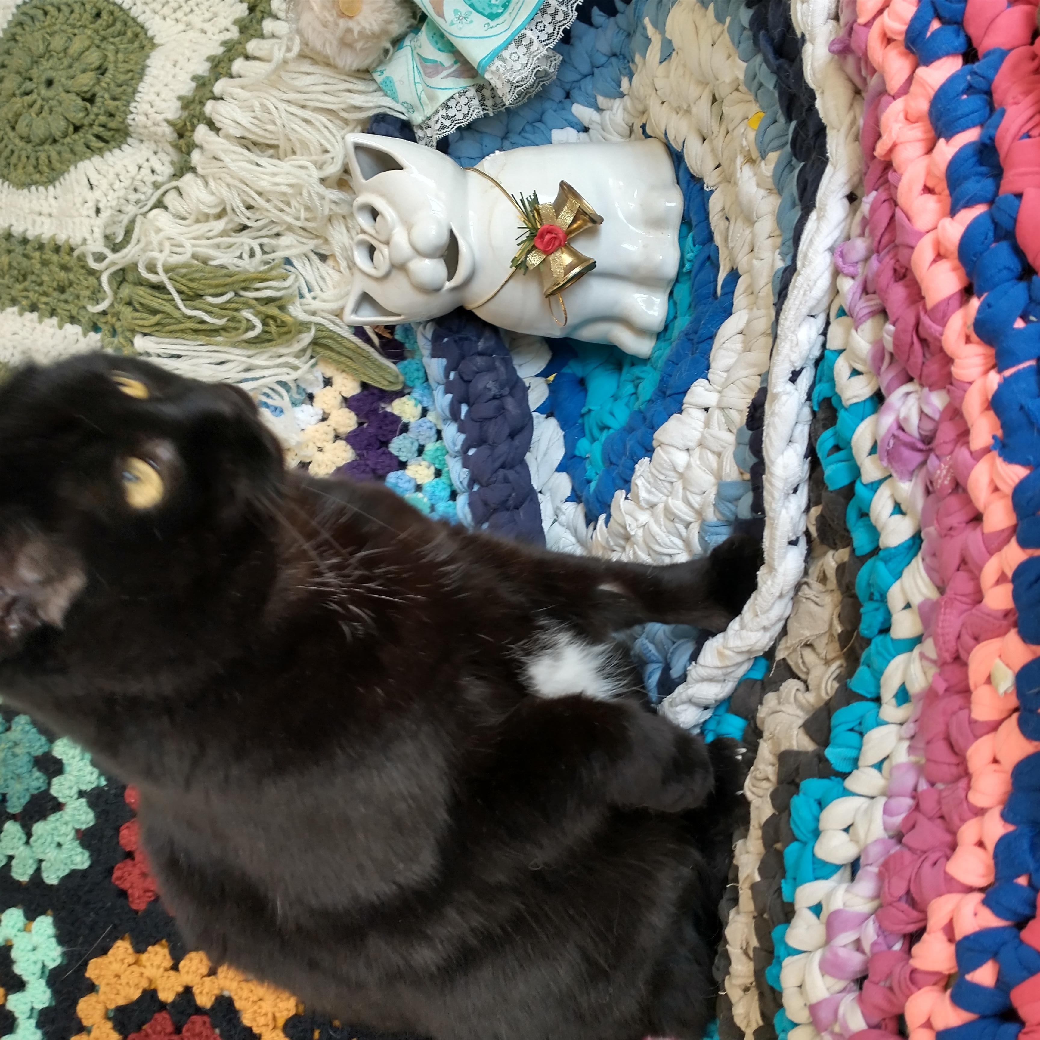 Kitty, a Adoptable Domestic Short Hair in Brantford, ON image 2/4