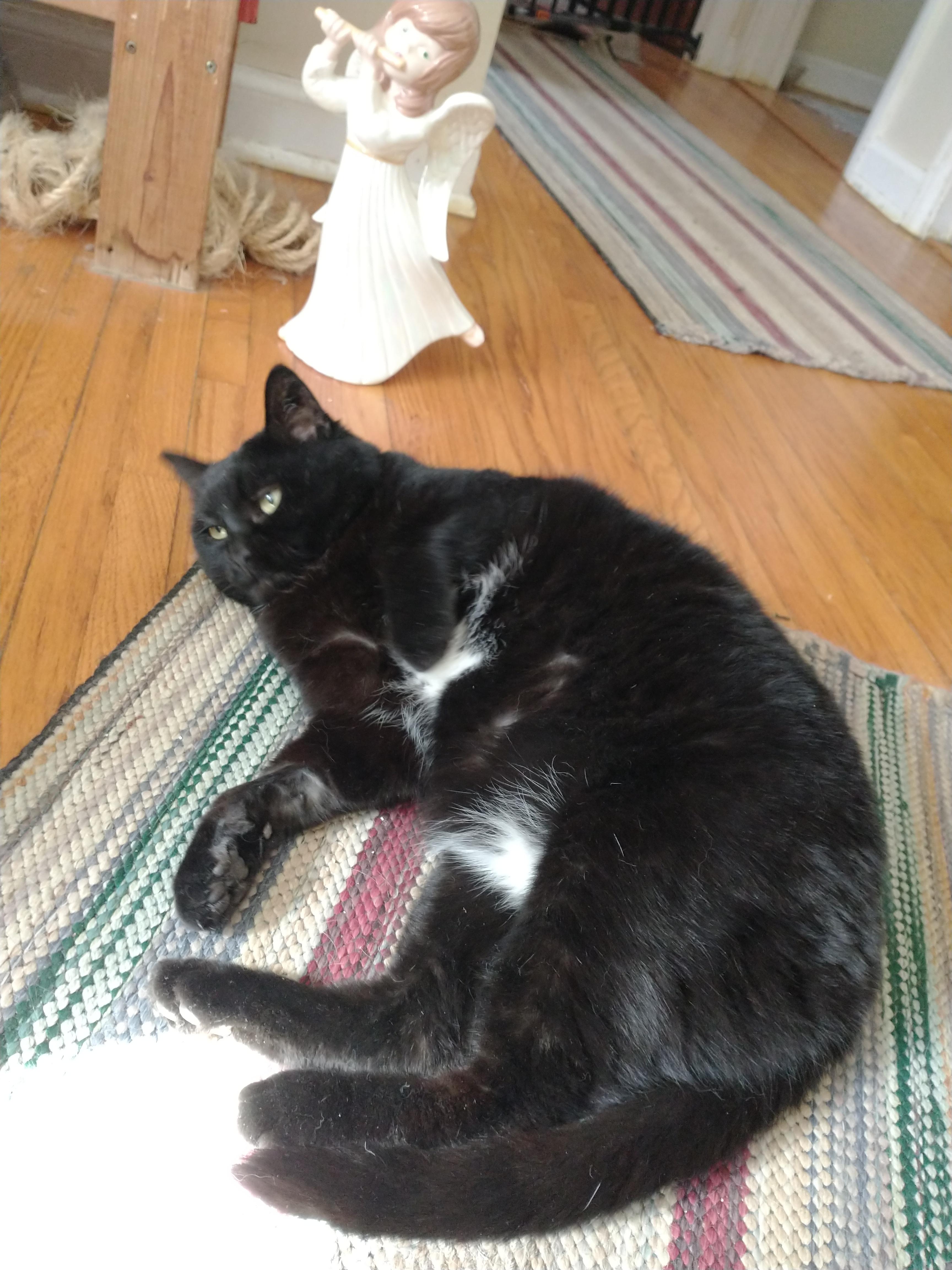 Kitty, a Adoptable Domestic Short Hair in Brantford, ON image 3/4