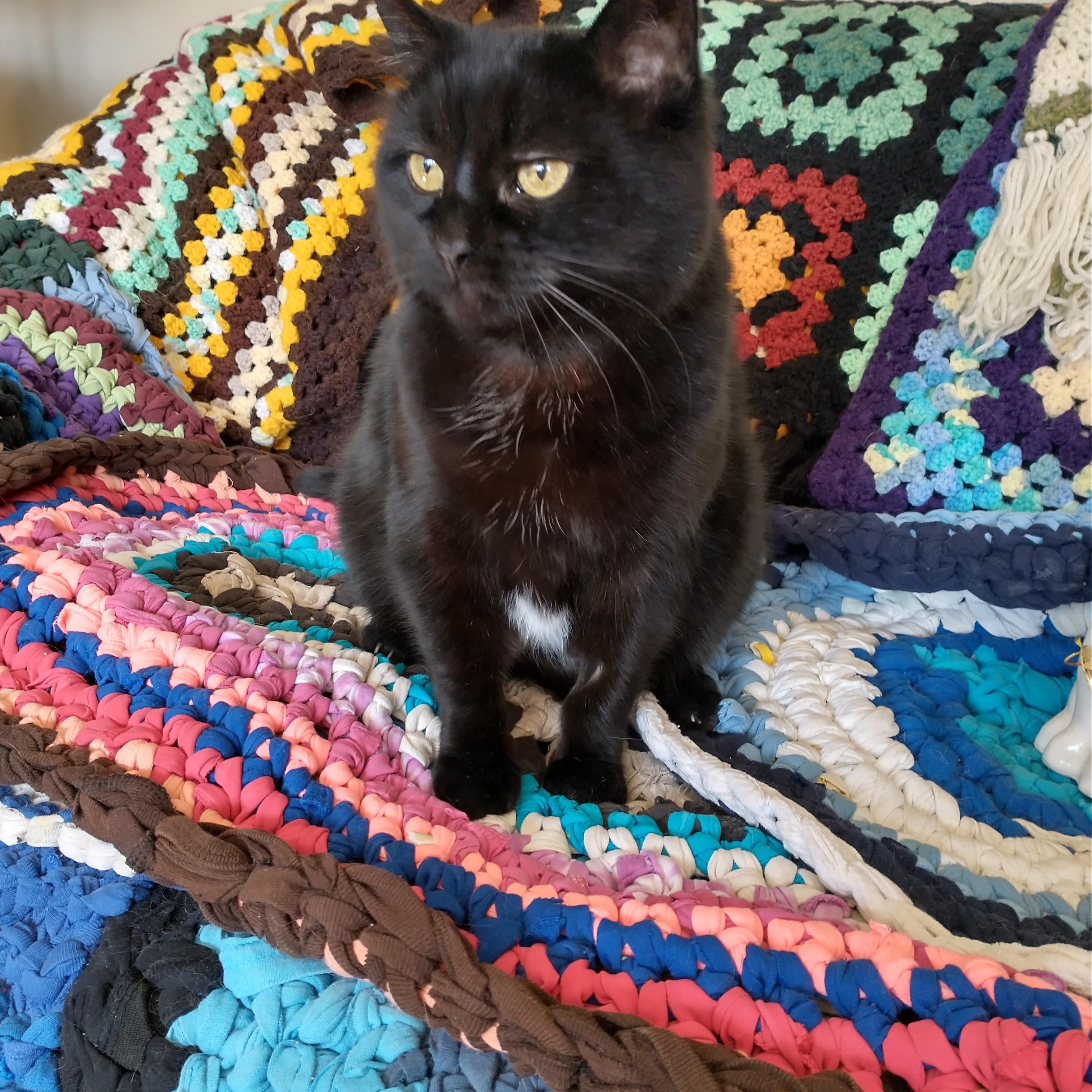Kitty, Adoptable, Senior Female Domestic Short Hair.