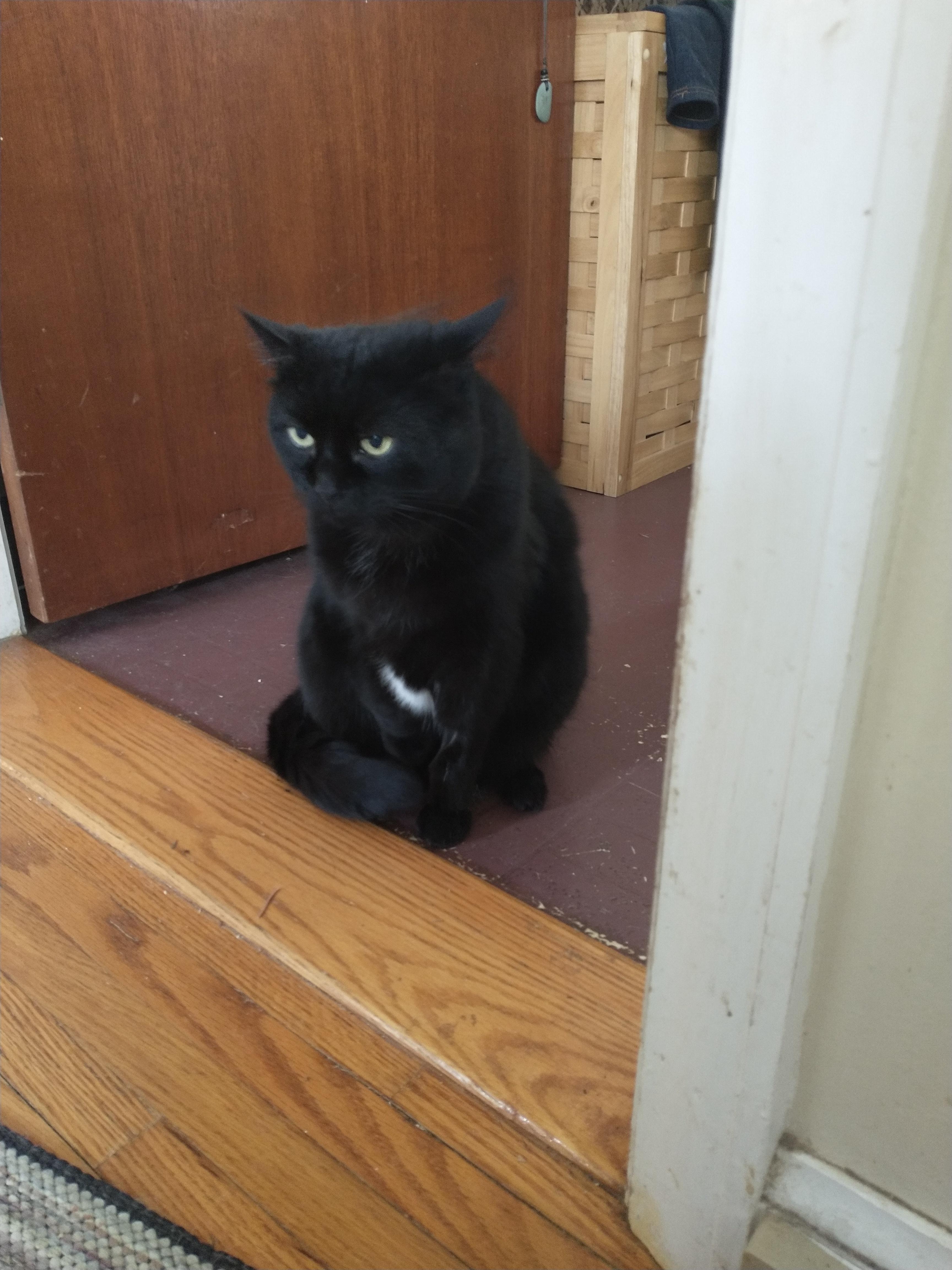 Kitty, a Adoptable Domestic Short Hair in Brantford, ON image 4/4