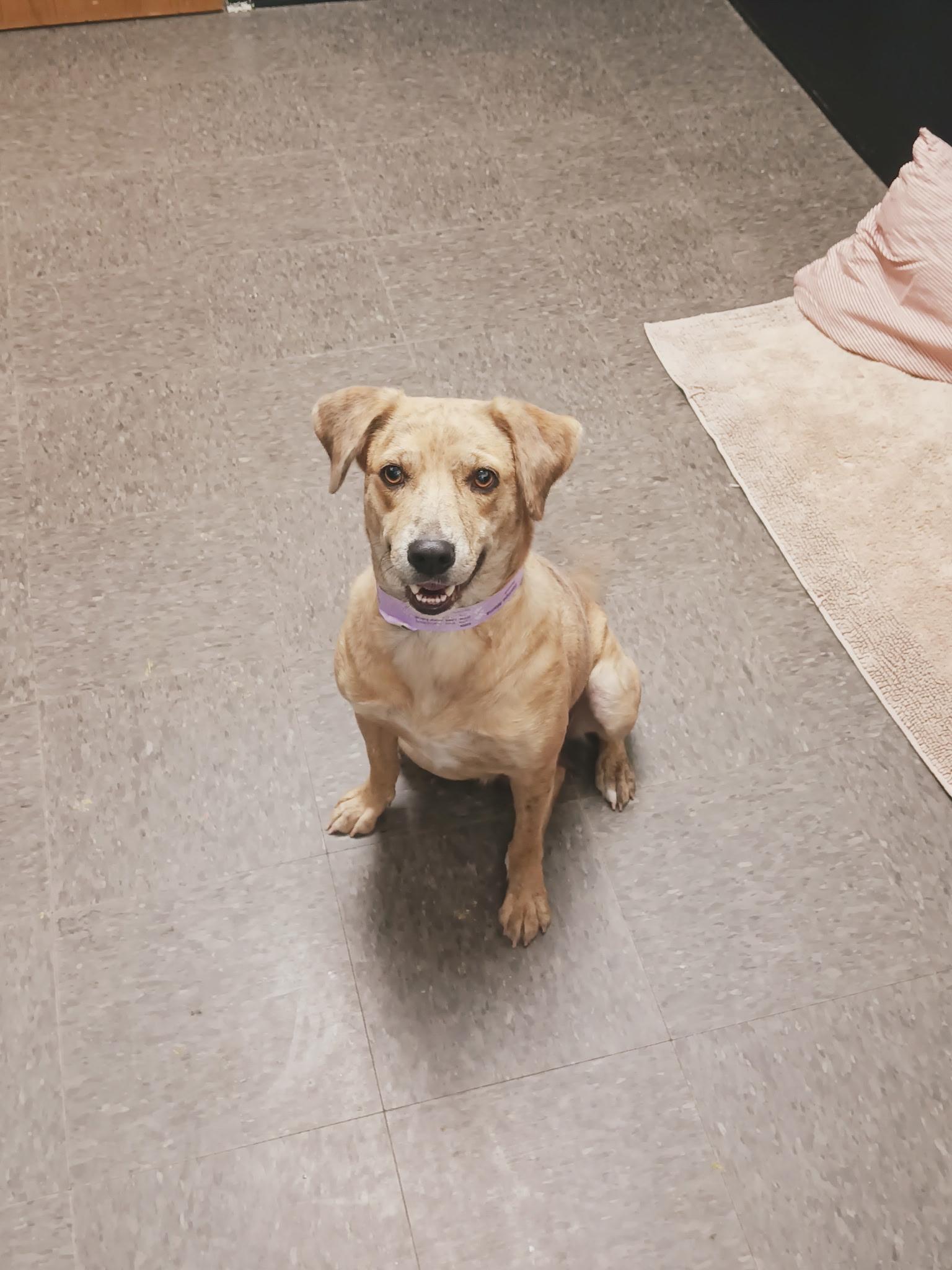 Enlarge Nala, a ADOPTABLE Mixed Breed in Homewood, IL image 2/2