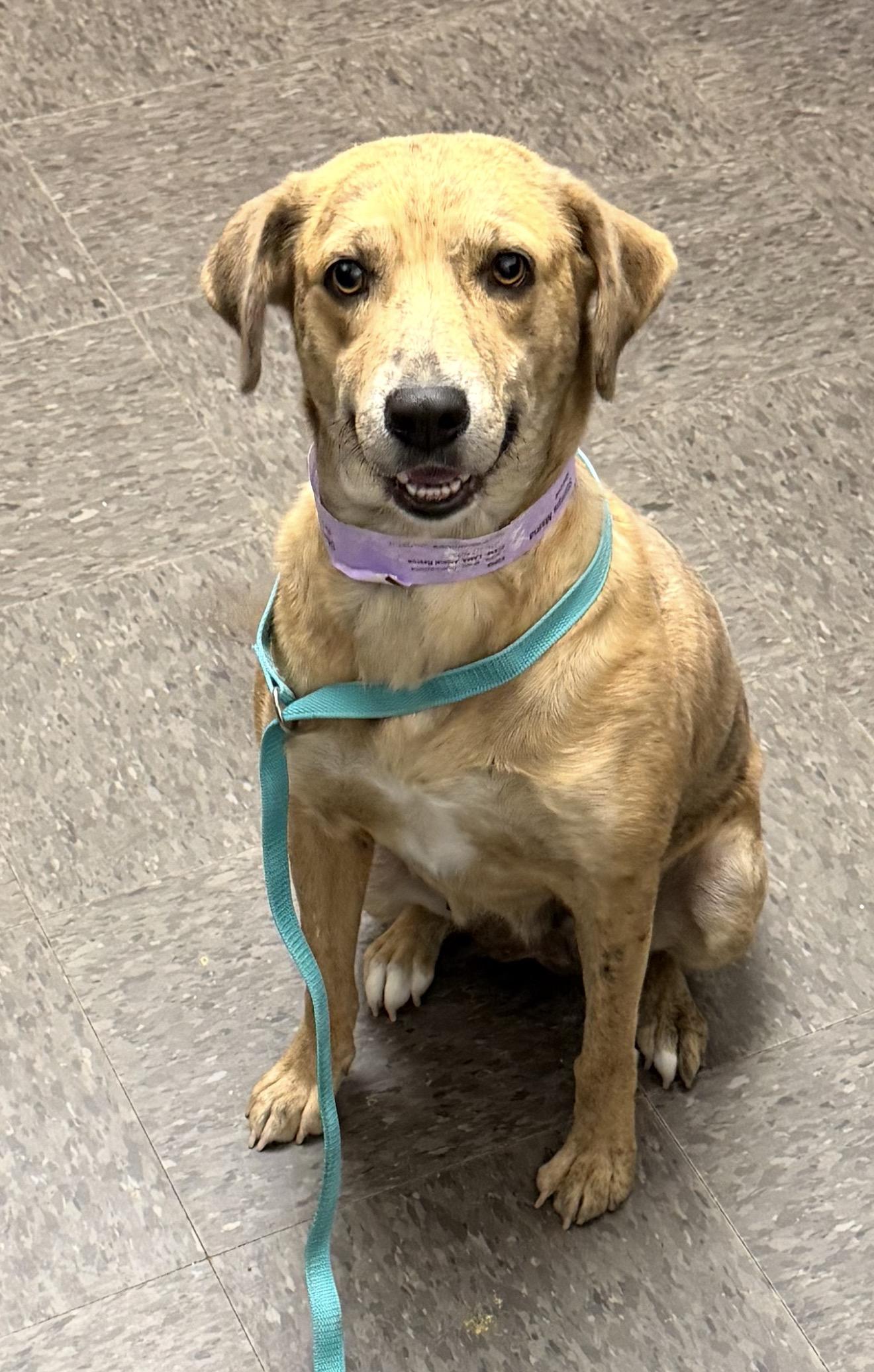 Nala, ADOPTABLE, Adult Female Mixed Breed.