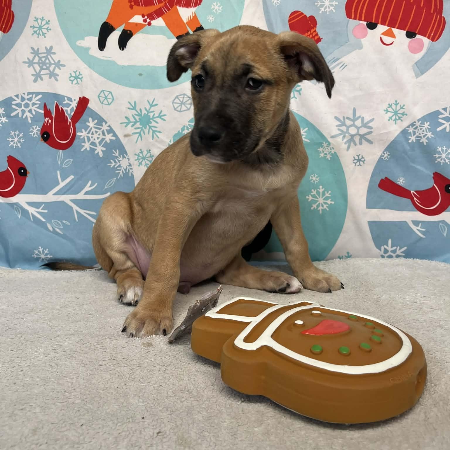 Enlarge Bolt- From the Fastener 11, a Adoptable mixed breed in Kentwood, MI image 3/6